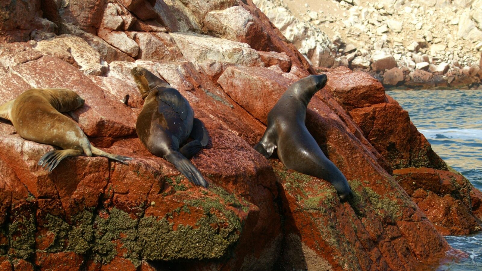 KONICA MINOLTA DYNAX 7D sample photo. Islands, ballestas, peru photography