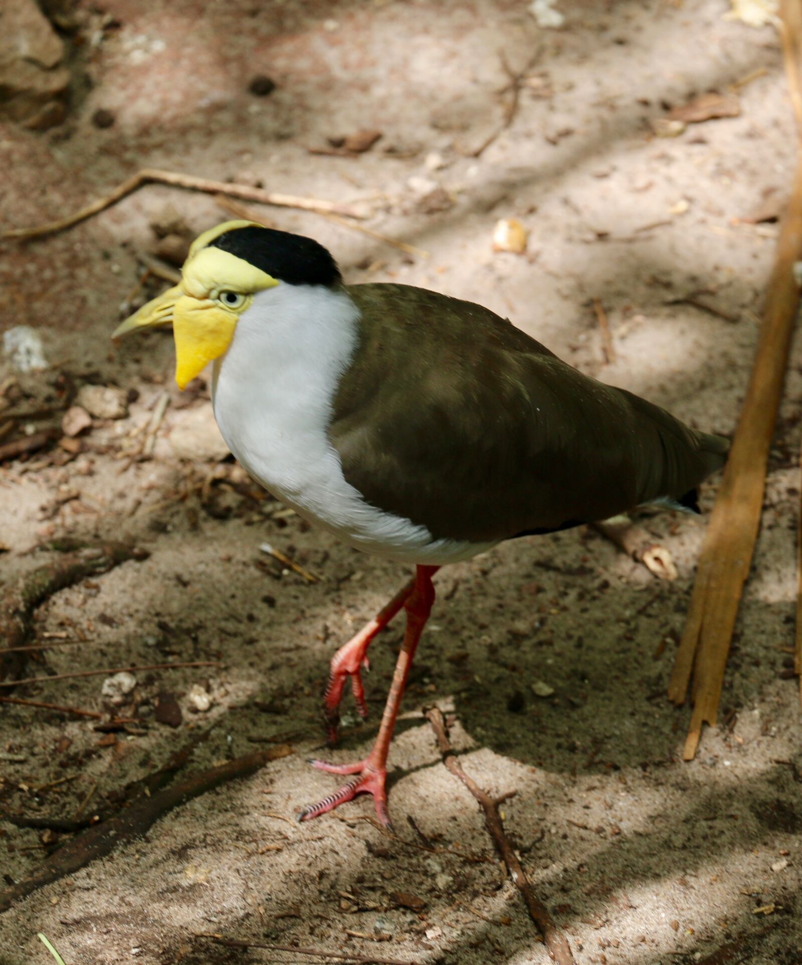 Canon EOS 70D sample photo. Tropical bird, wing, feather photography
