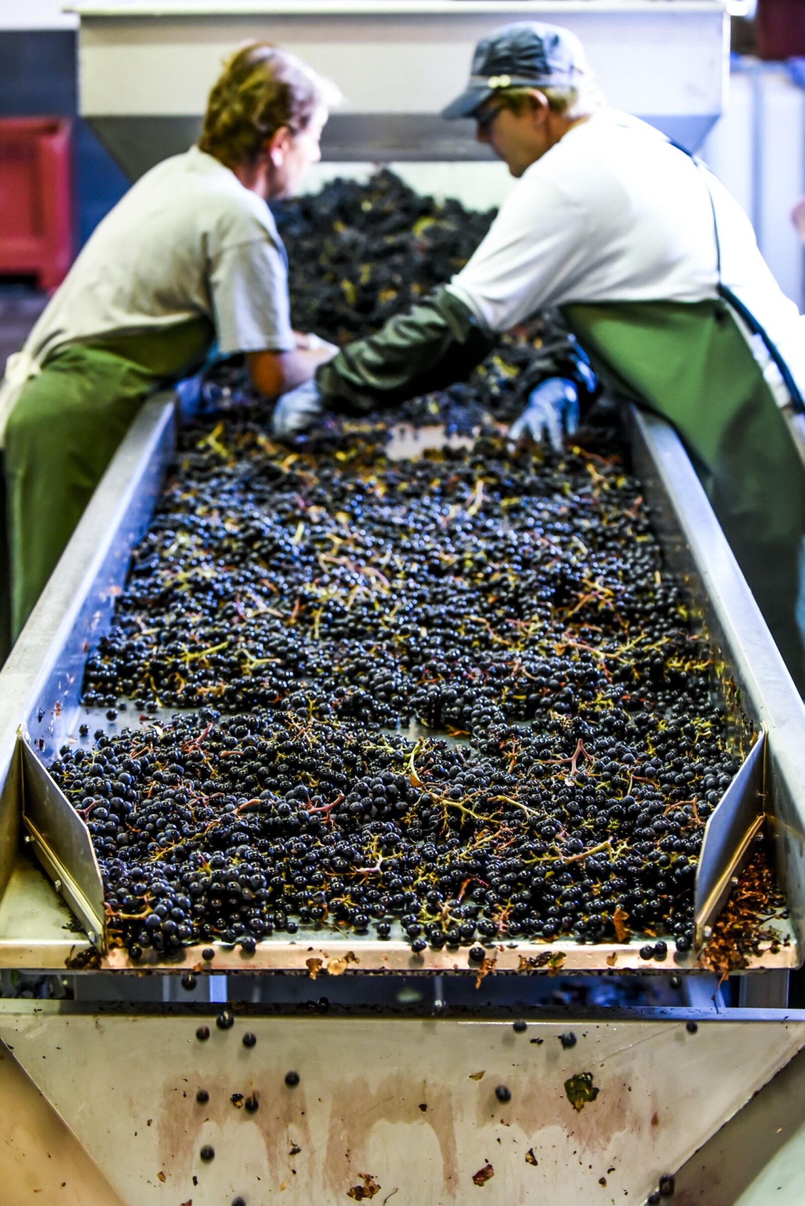 Nikon D750 sample photo. Chateau, raisin, red, wine photography