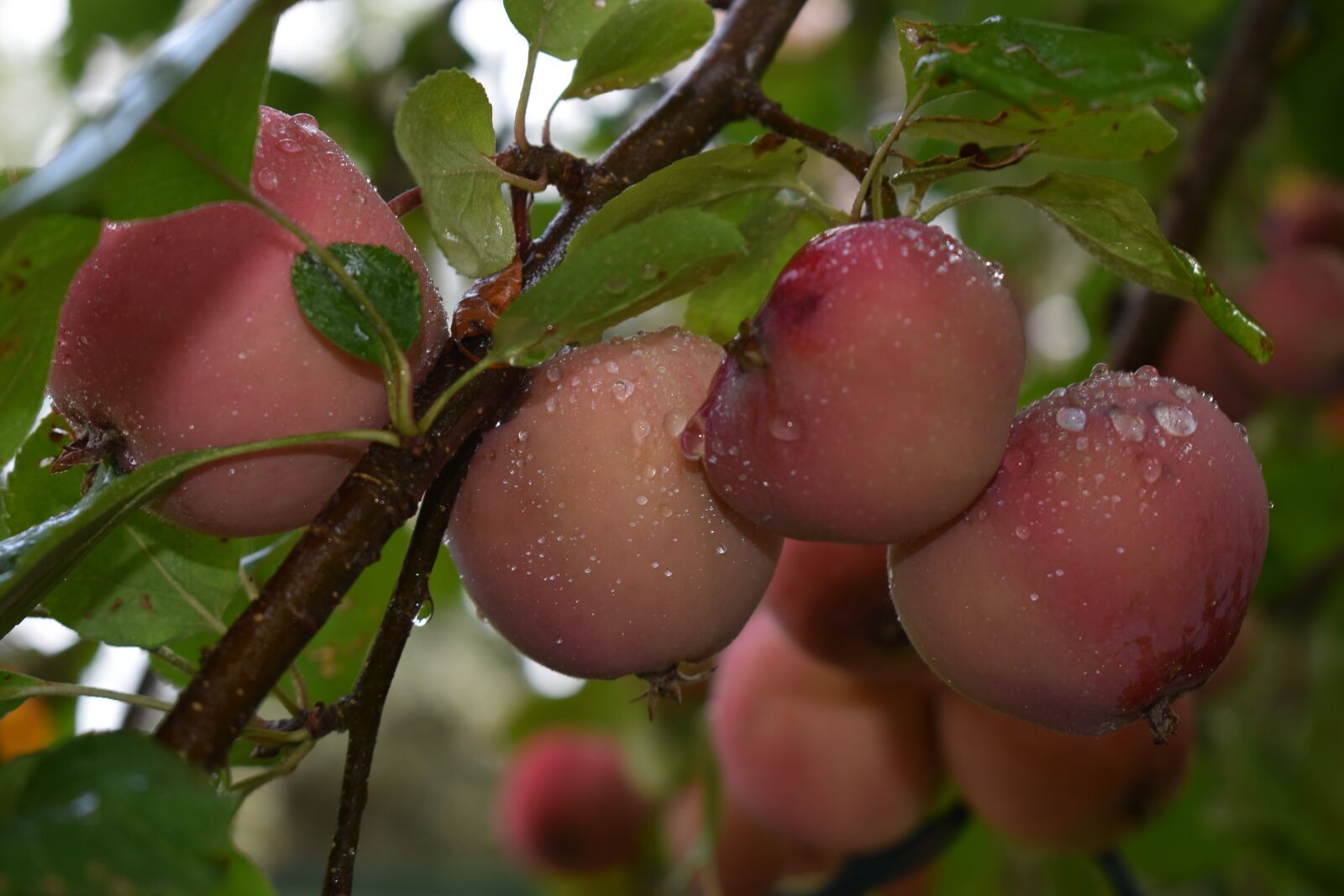 Nikon D3500 sample photo. Crab apples, fall, wet photography