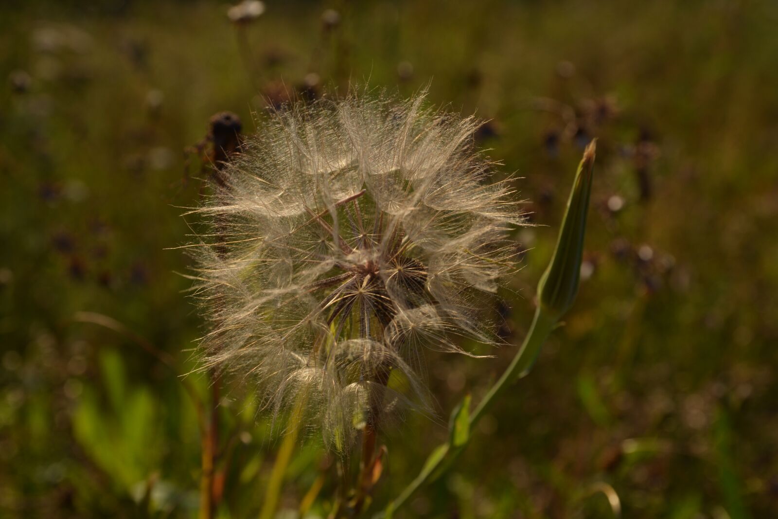 Nikon D7100 sample photo. Field, dandelion, green photography
