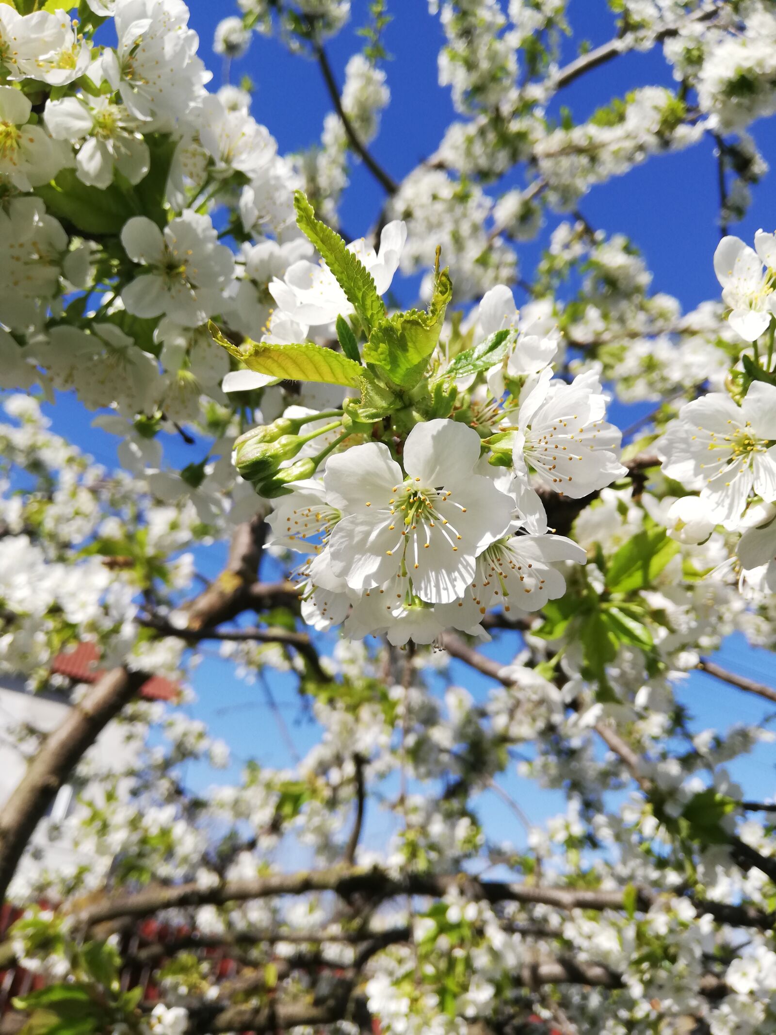HUAWEI P20 lite sample photo. Photography, photo, camera photography