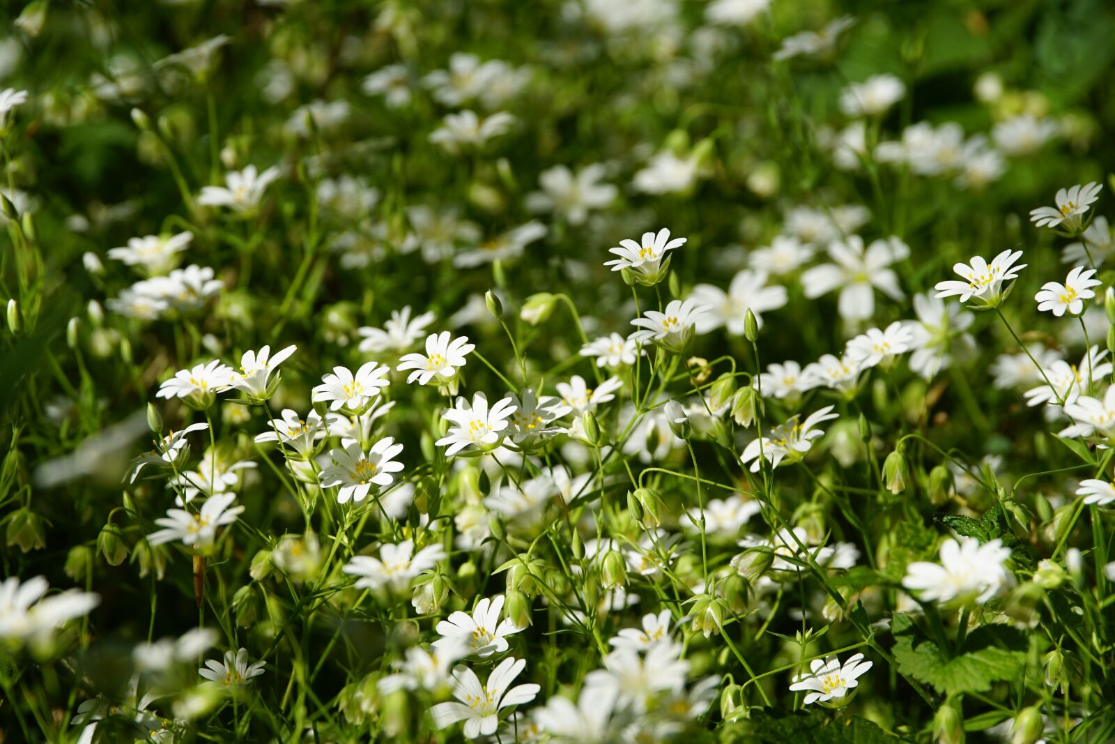 Sony a7R II + Sony E PZ 18-105mm F4 G OSS sample photo. Stellaria, holostea, white photography
