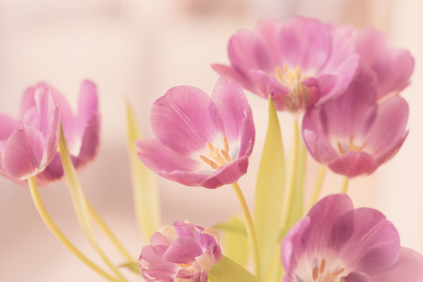 Nikon D750 sample photo. Tulips, flowers, tulip flower photography