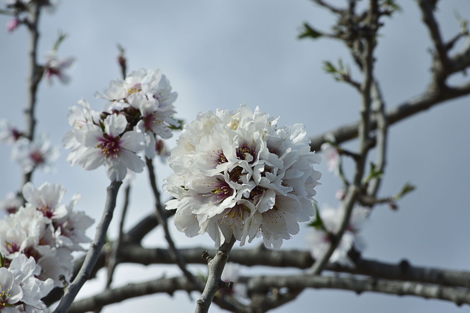 Nikon D3200 sample photo. Almond flowers, almond blossom photography