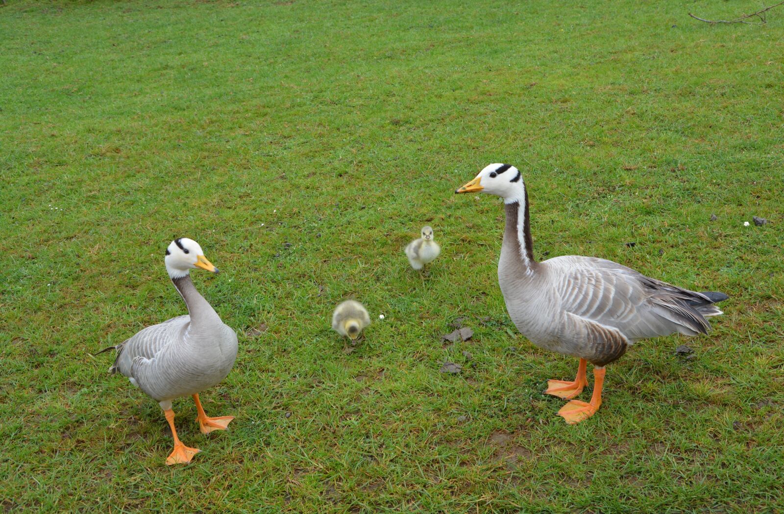 Nikon D5200 sample photo. Ducks, family, animals photography