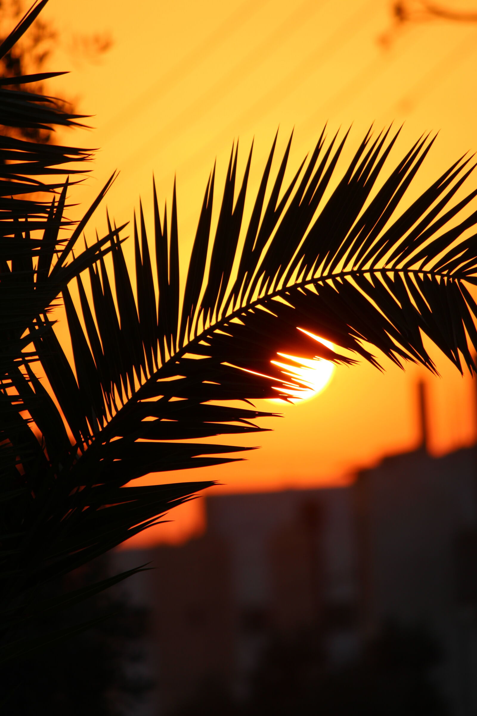 Canon EF-S 55-250mm F4-5.6 IS II sample photo. Sunset photography