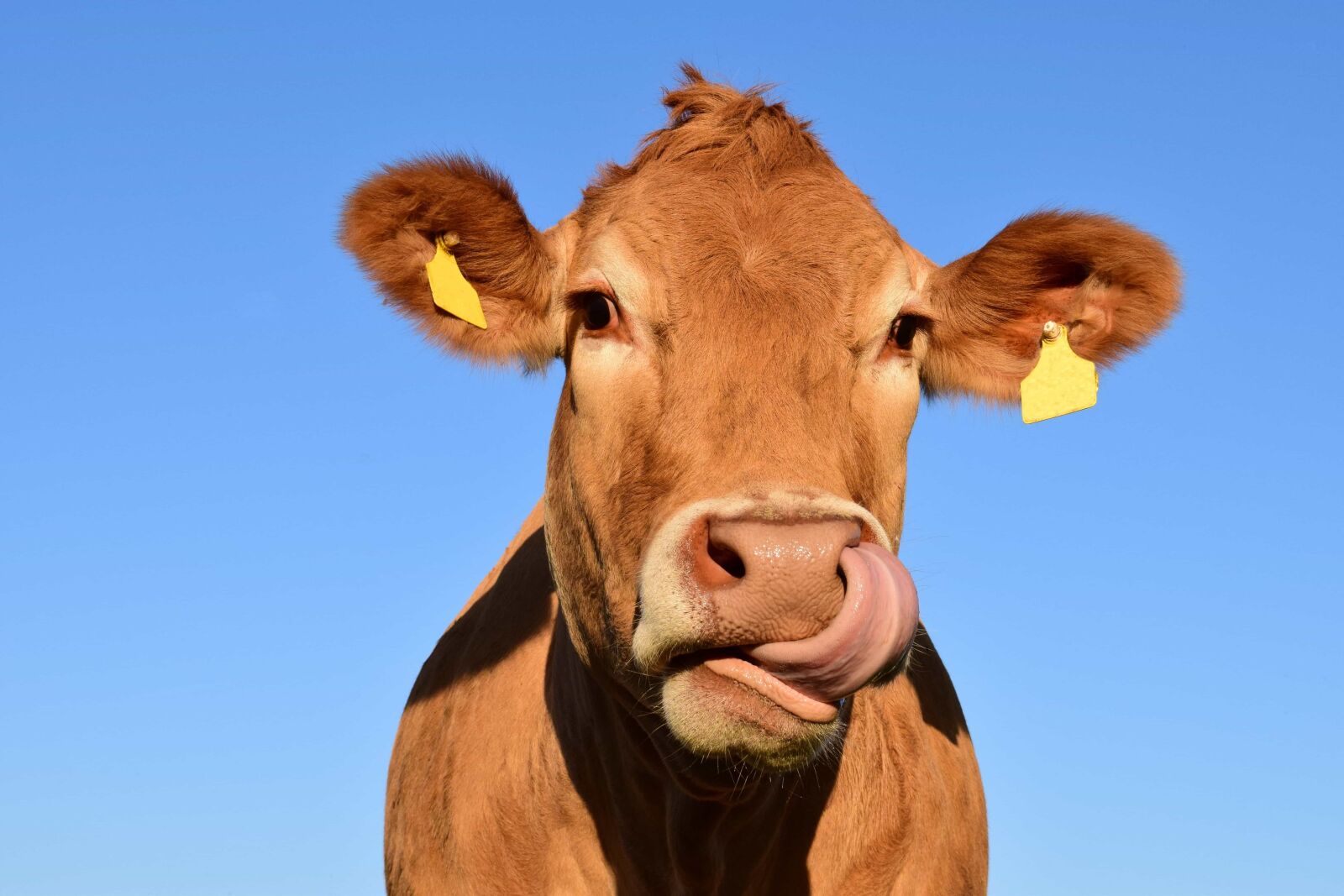 Nikon D3300 sample photo. Cow, blue sky, cattle photography