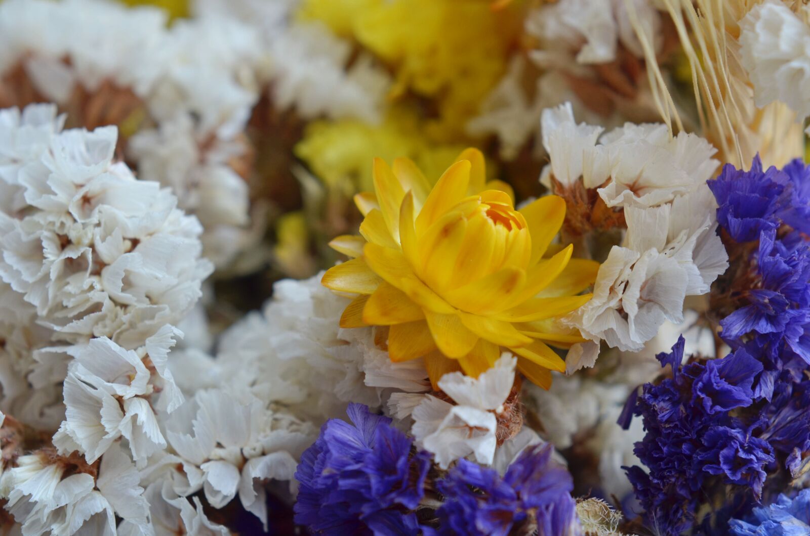 Nikon D7000 sample photo. Immortelle, dry, flower photography