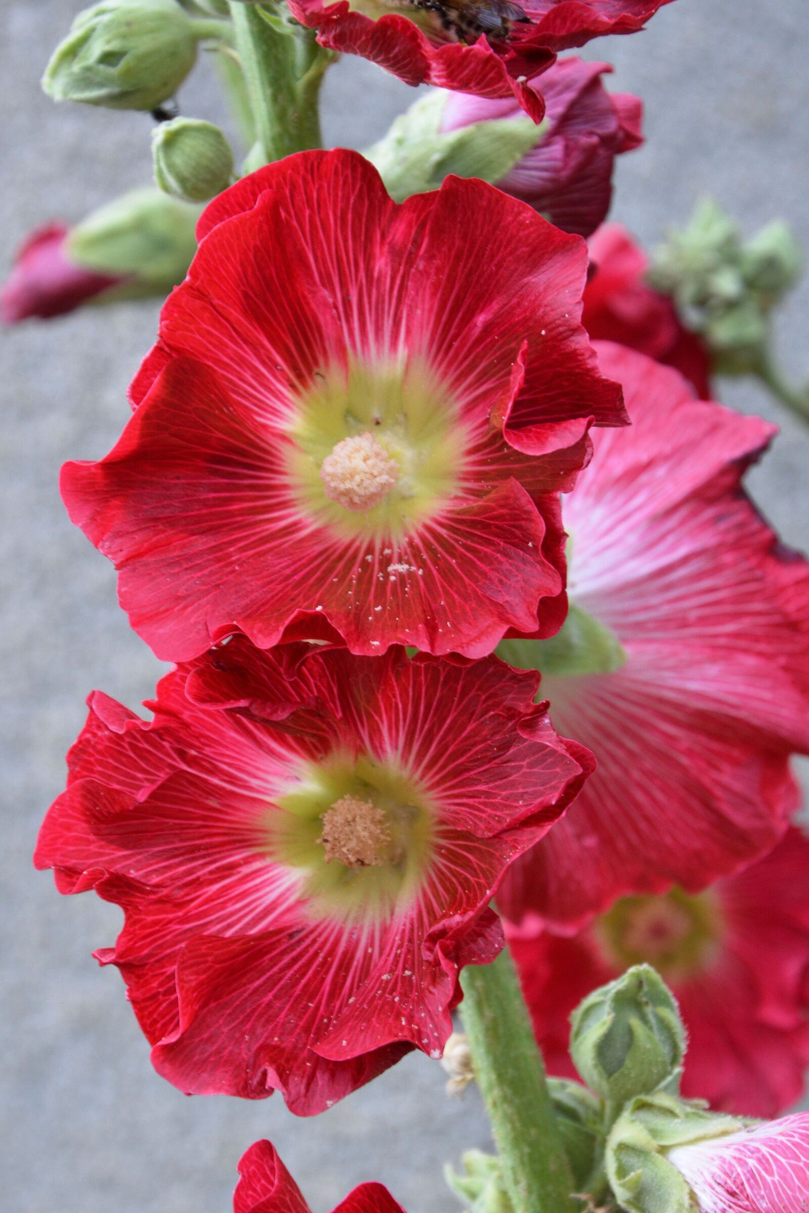 Nikon D3200 sample photo. Mallow, stock rose, red photography