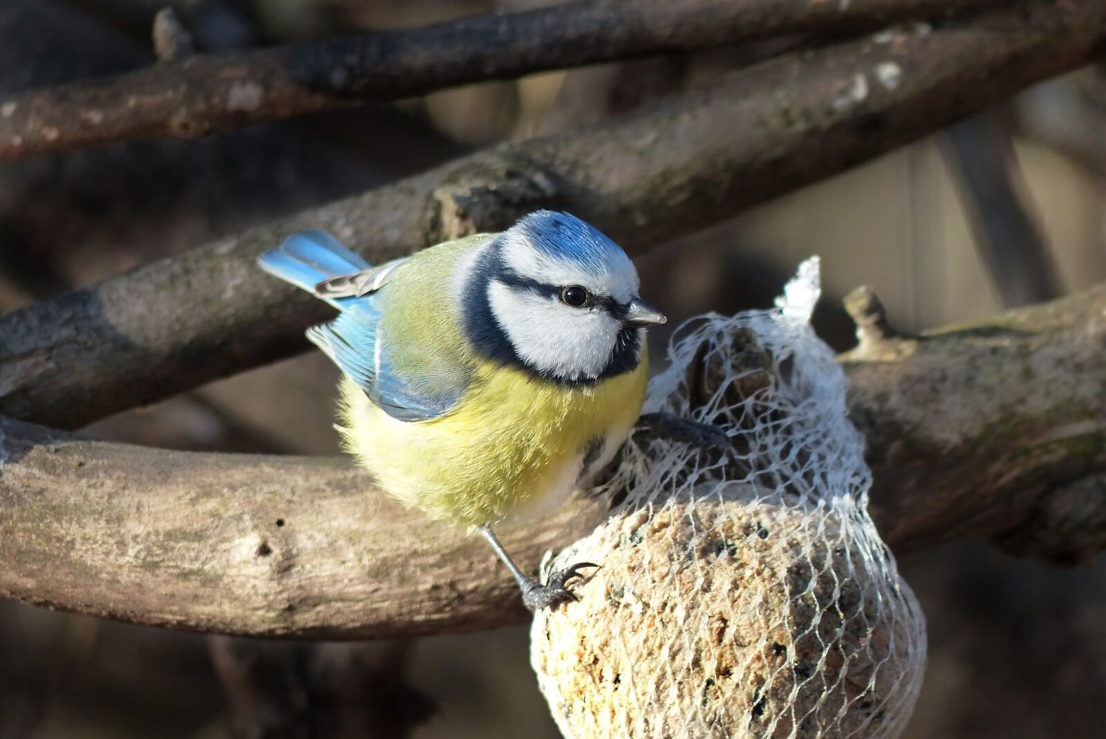 Panasonic Lumix DMC-FZ200 sample photo. Bird, blue tit, foraging photography