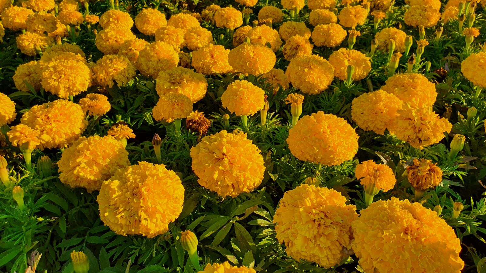Samsung Galaxy S10e sample photo. Flower, garden, yellow photography