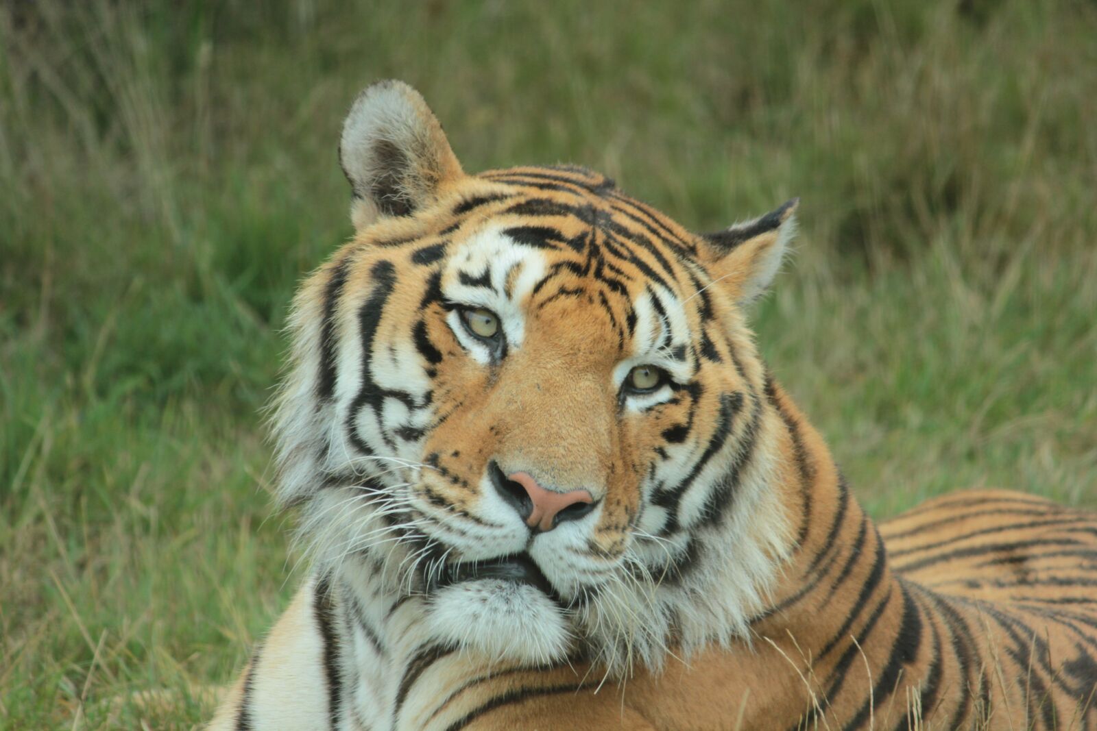 Canon EOS 550D (EOS Rebel T2i / EOS Kiss X4) sample photo. Tiger, tawny, wild animal photography