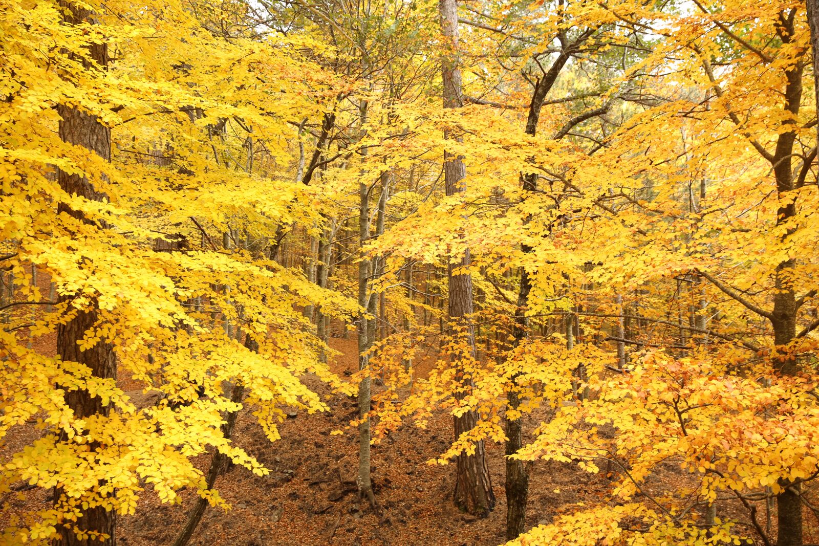 Canon EF 24-70mm F2.8L II USM sample photo. Autumn, leaves, trees photography
