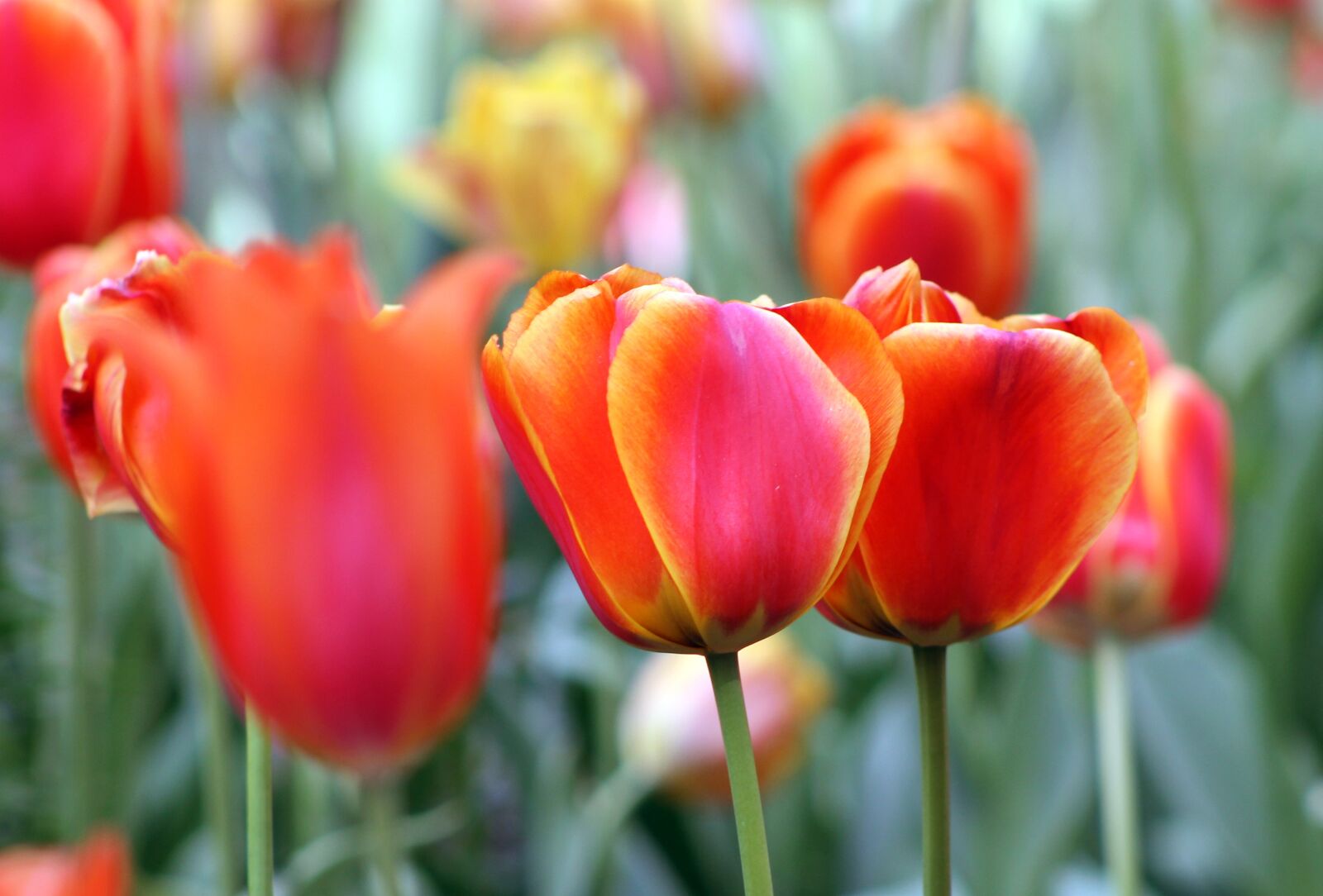 Canon EF 75-300mm f/4-5.6 sample photo. Red, orange, flower photography