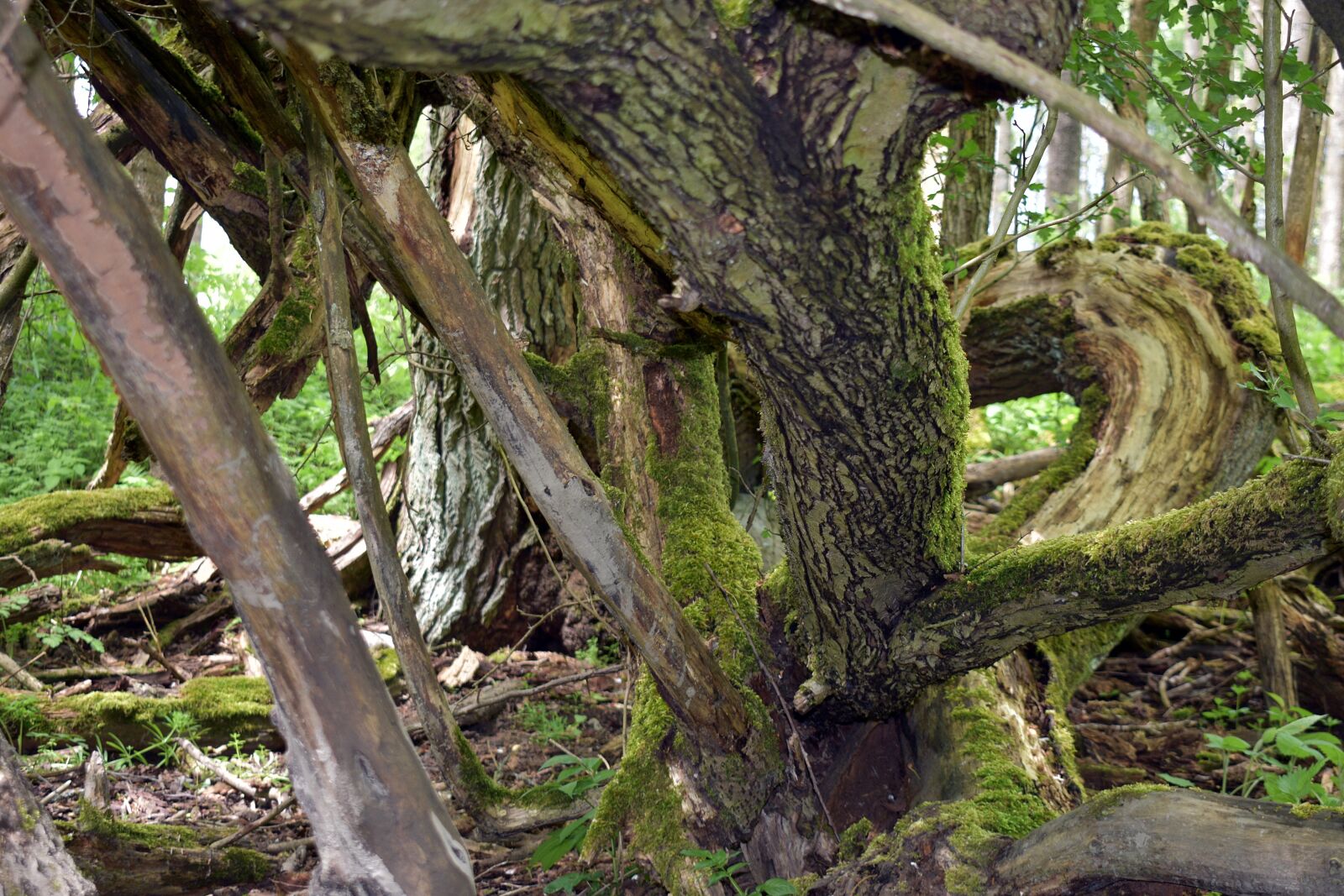 Nikon D3400 sample photo. Moss, nature, forest photography