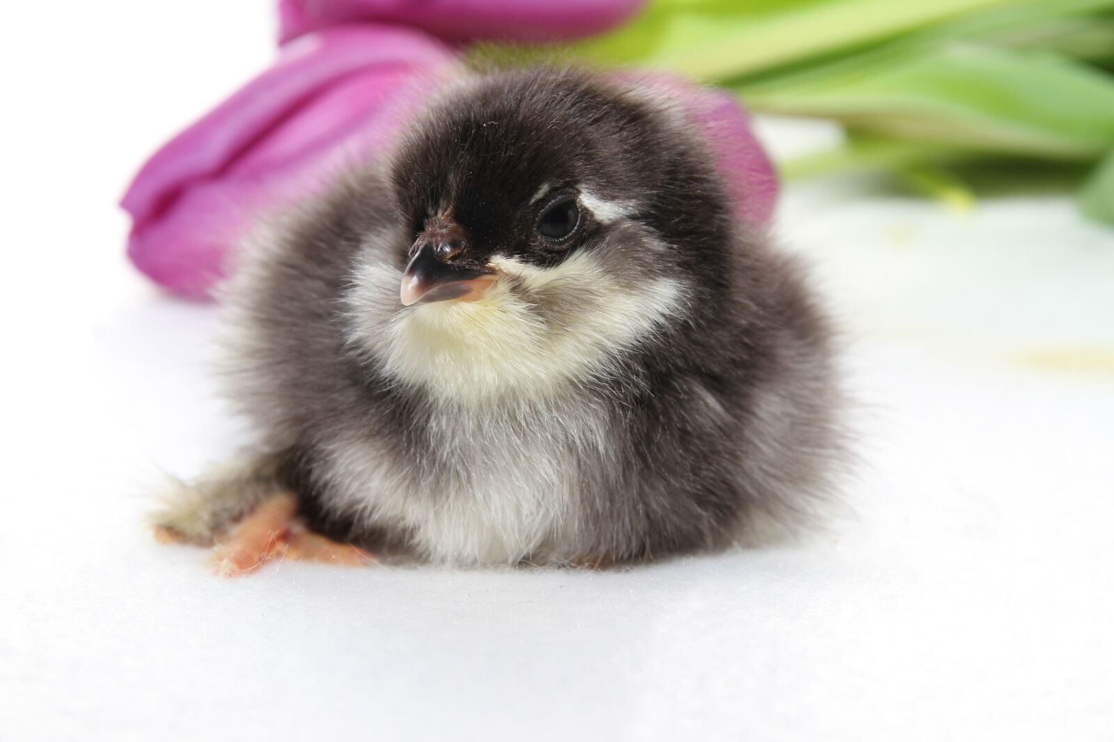 Canon EOS 7D sample photo. Chicks, spring, easter photography