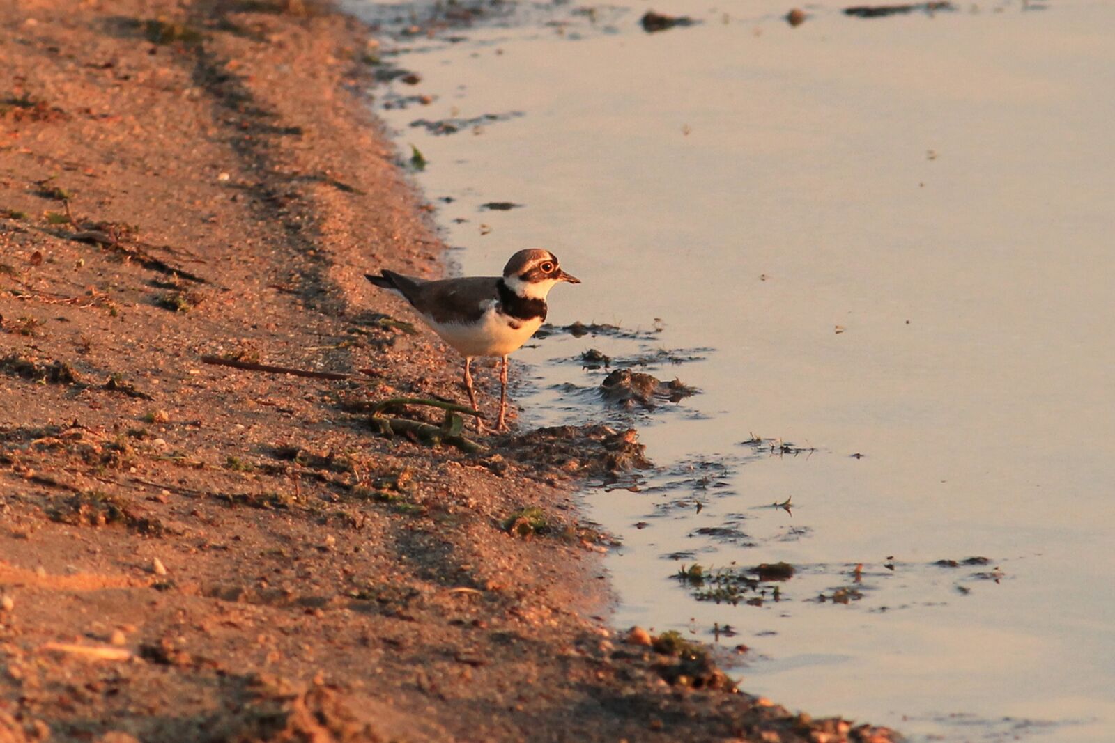 Canon EF-S 55-250mm F4-5.6 IS II sample photo. Little ringed plover, bird photography