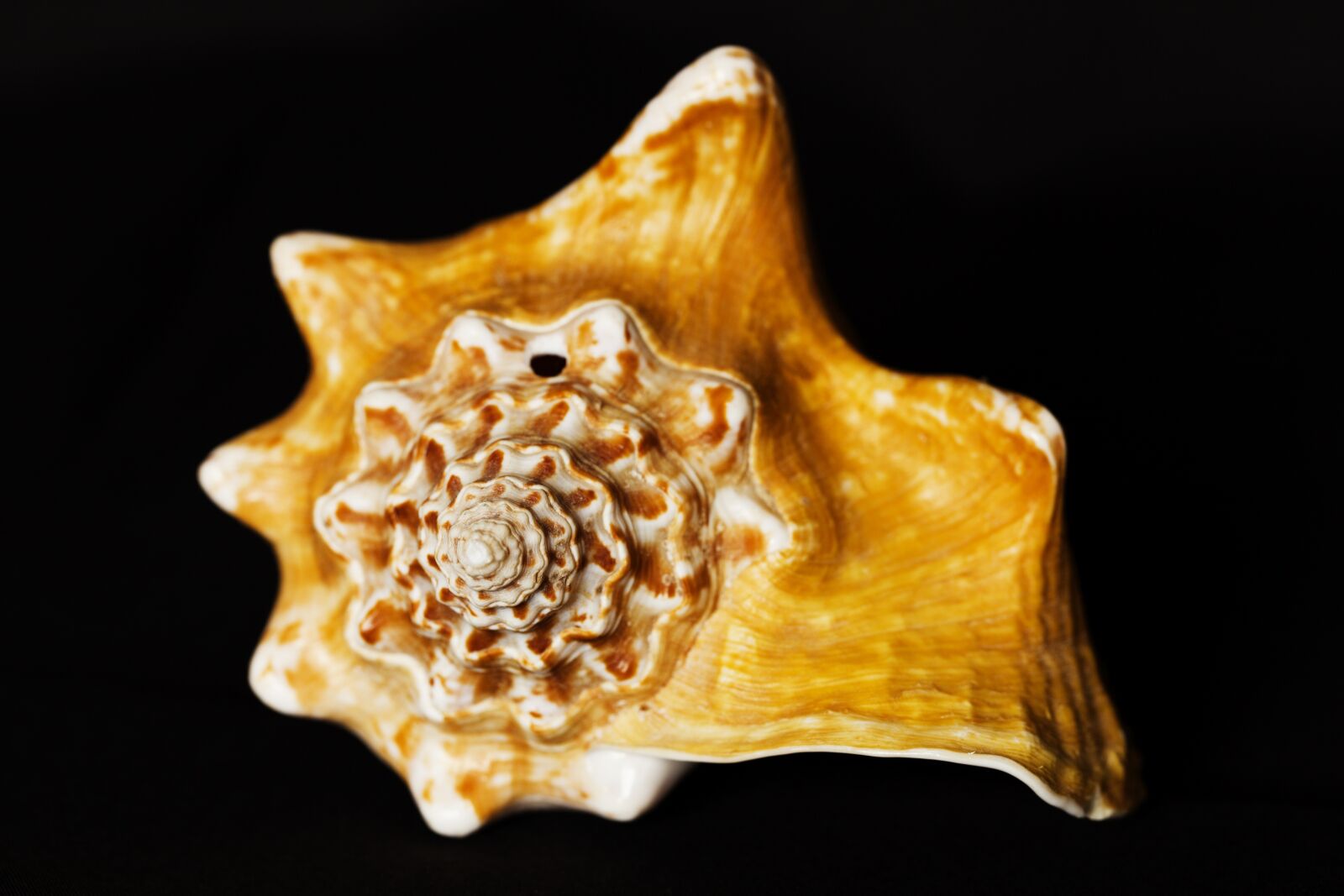 Canon EOS 5D Mark II sample photo. Shell, sea, underwater world photography