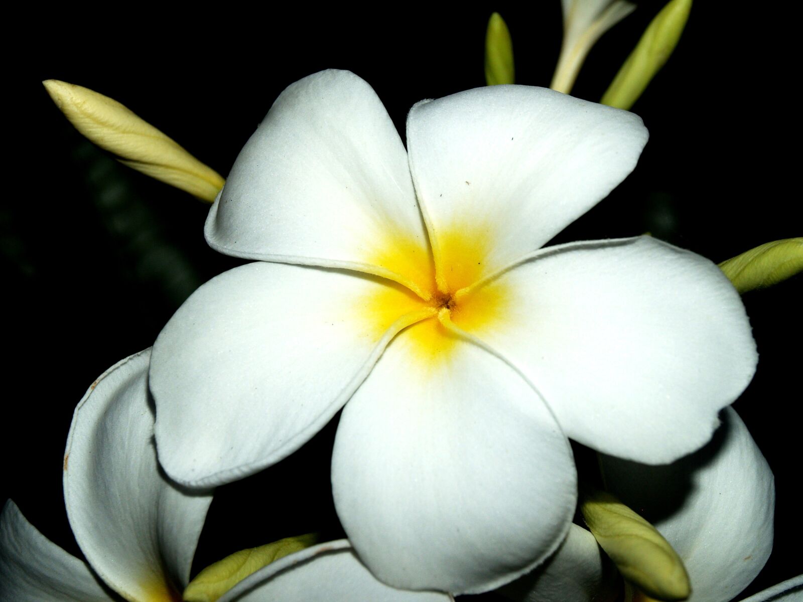 Olympus E-300 (EVOLT E-300) sample photo. Plumeria, closeup, tree photography