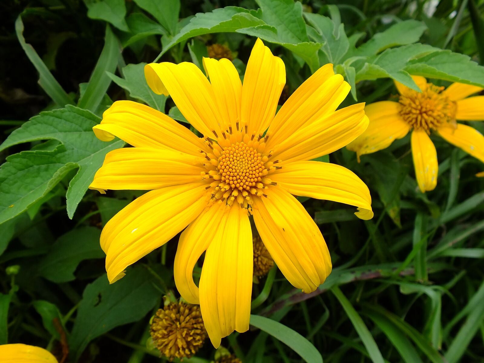 Fujifilm FinePix HS35EXR sample photo. Flower, nature, yellow photography