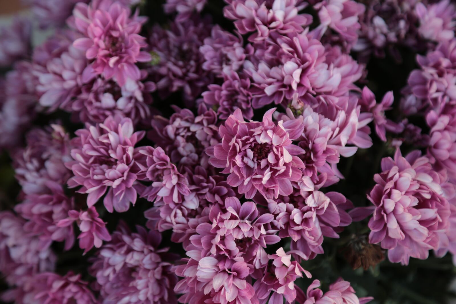 Canon EF 24-105mm F4L IS USM sample photo. Flowers, garden, nature photography