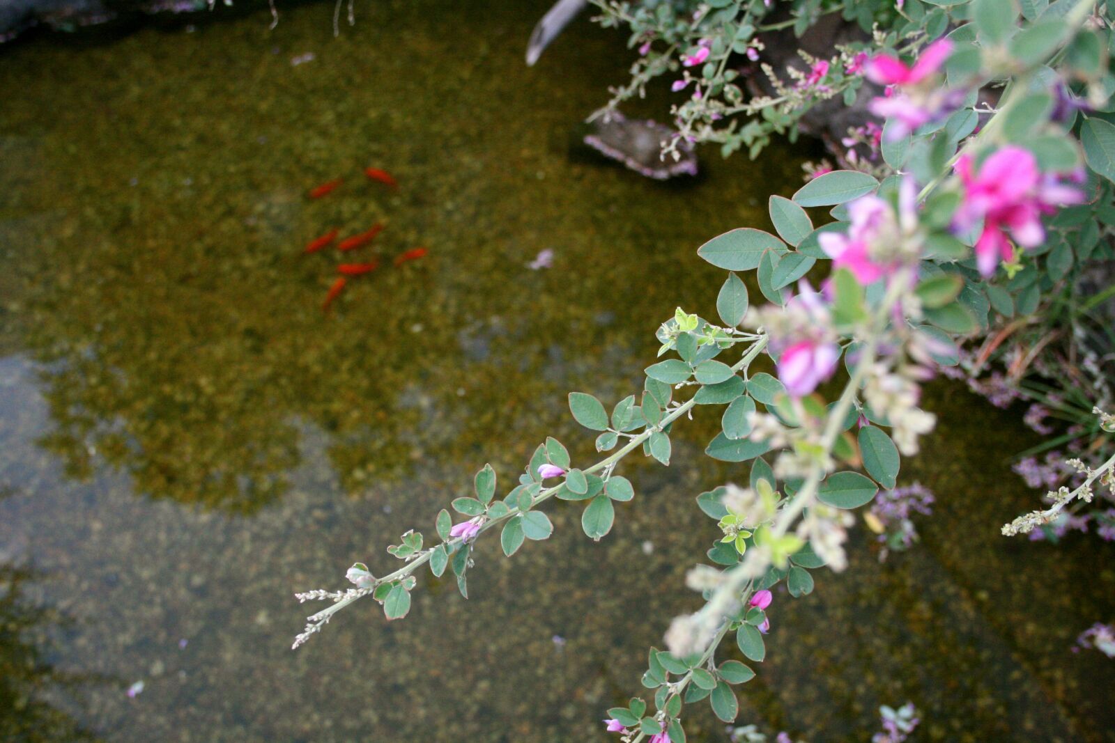 Canon EOS 400D (EOS Digital Rebel XTi / EOS Kiss Digital X) sample photo. Pond, goldfish, fish photography
