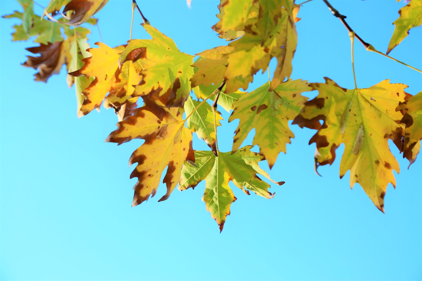 Canon EF 24-105mm F4L IS USM sample photo. The leaves are, autumn photography