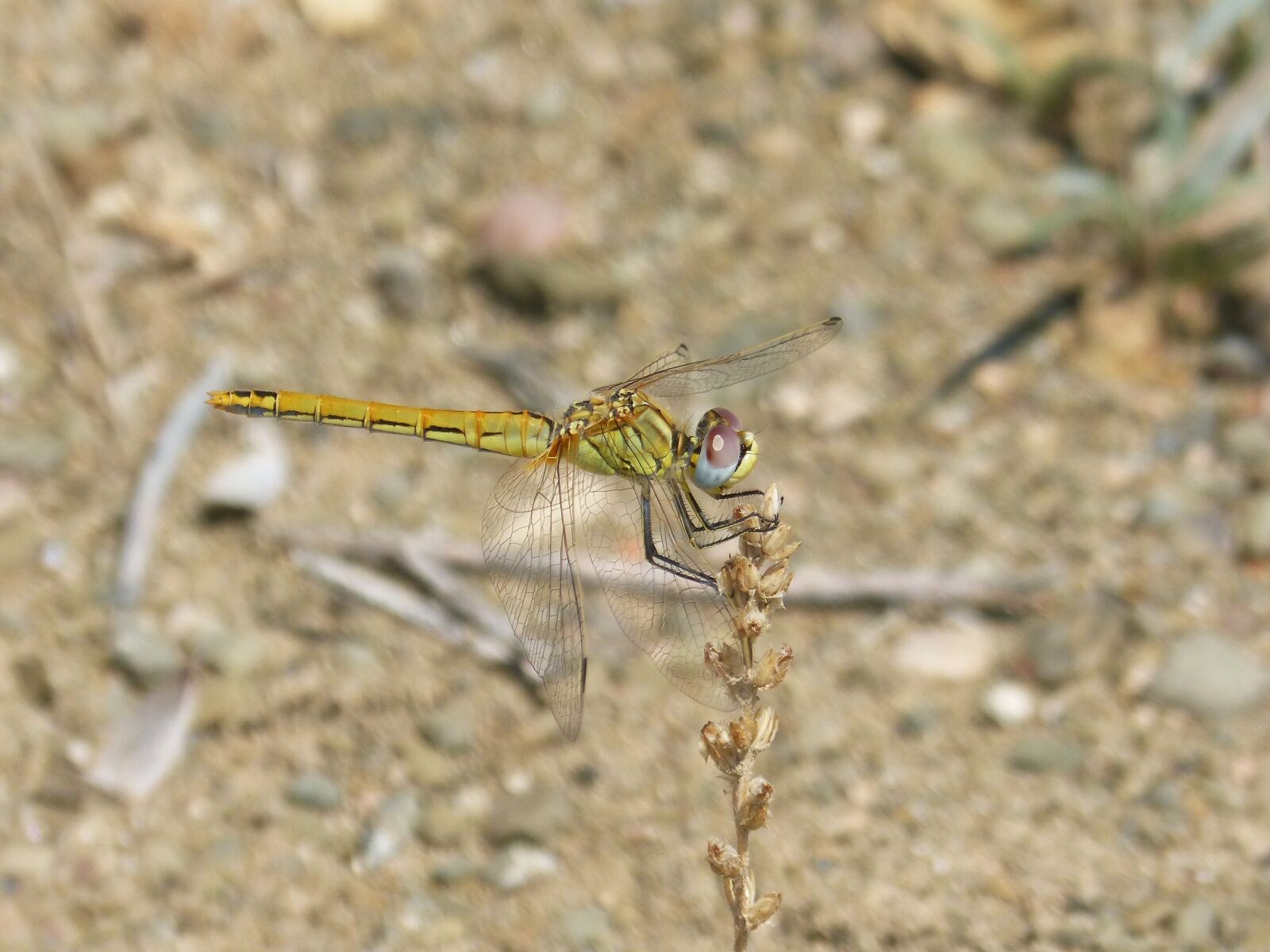Panasonic DMC-FZ62 sample photo. Yellow dragonfly, dragonfly, parot photography