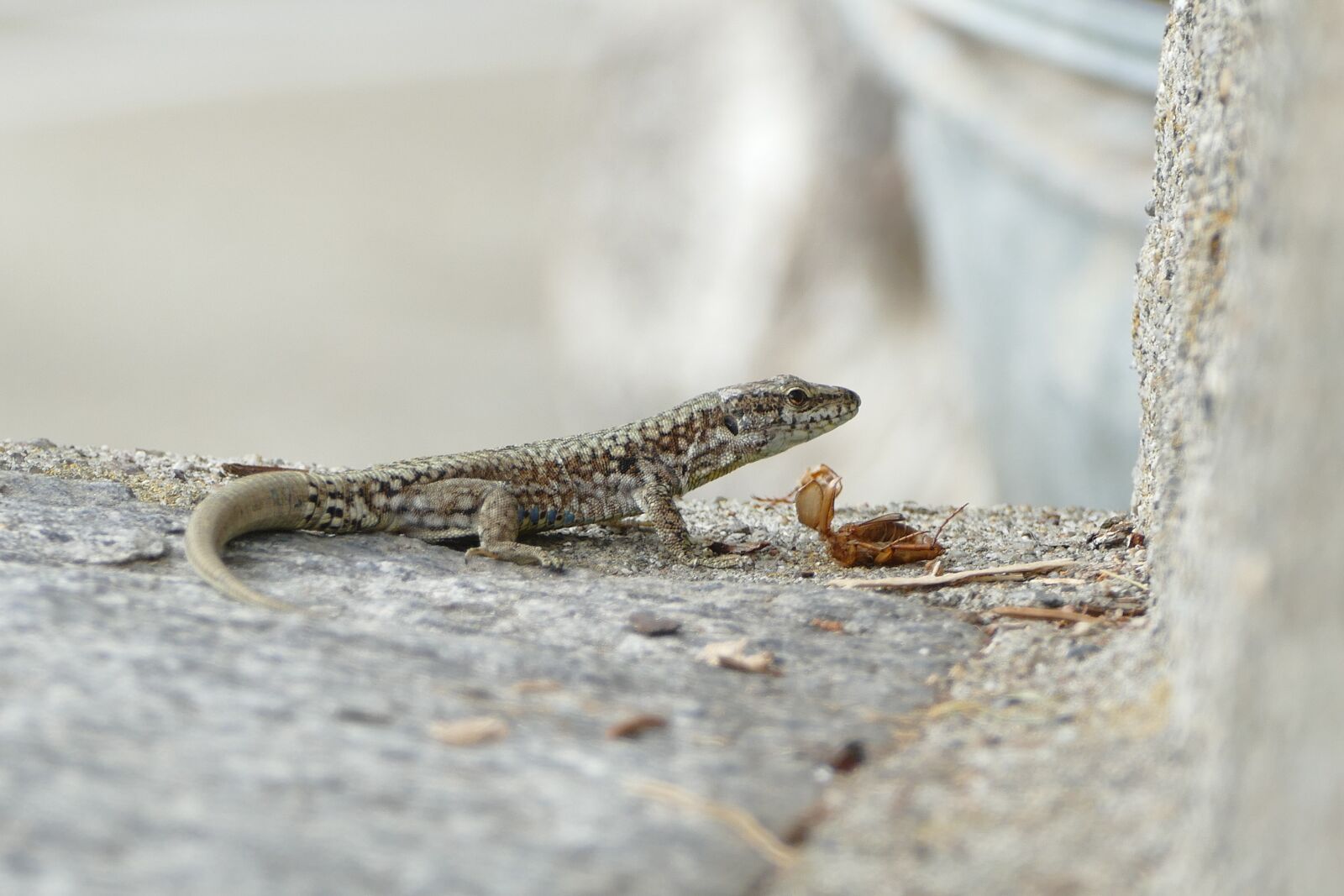 Panasonic Lumix DMC-FZ1000 sample photo. Wall lizard, podarcis muralis photography
