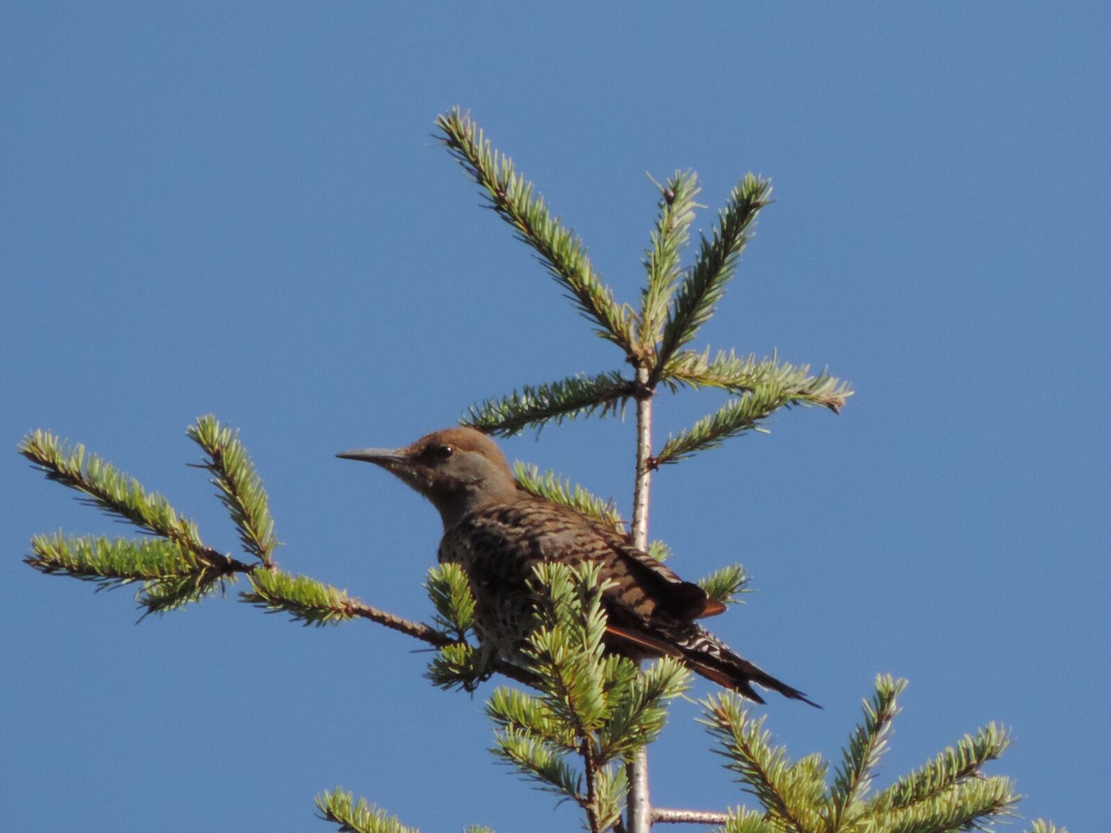 Nikon Coolpix P520 sample photo. Flycatcher, bird, douglas photography