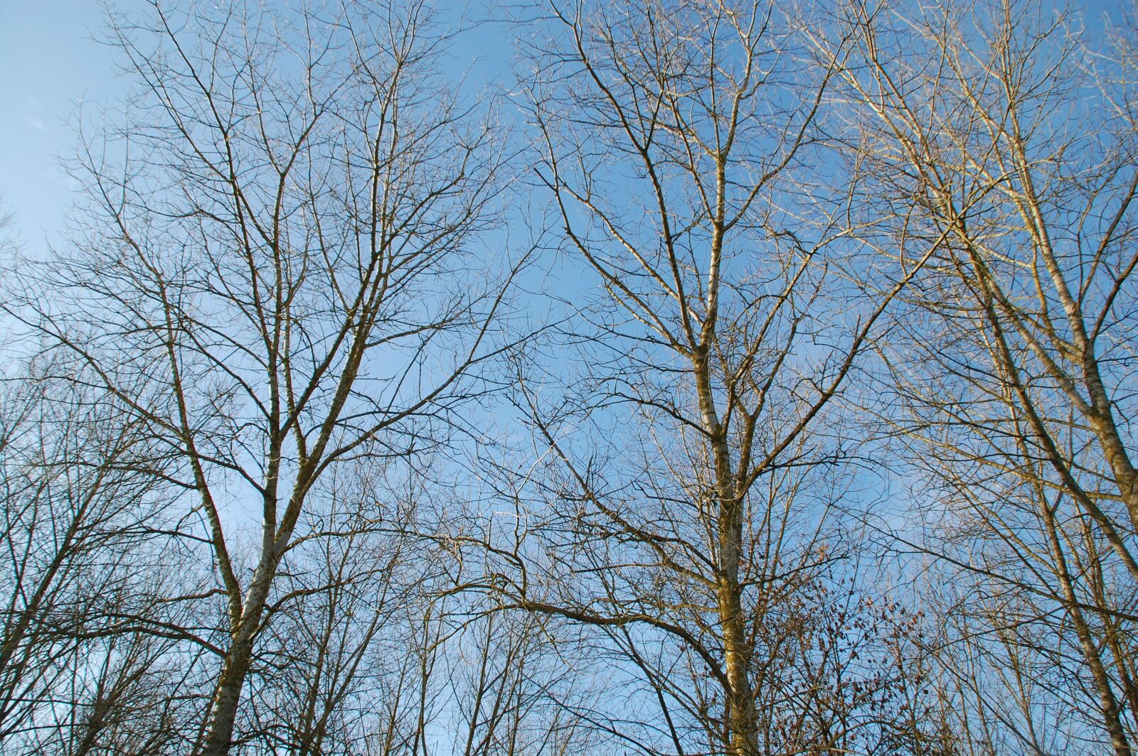Nikon D40 sample photo. Forest, trees, nature photography