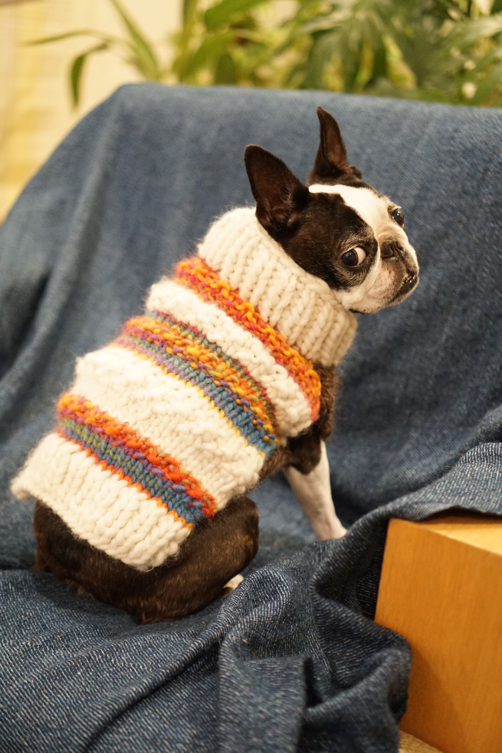 Sony a6000 + Sony E 35mm F1.8 OSS sample photo. Boston terrier, pet, dog photography