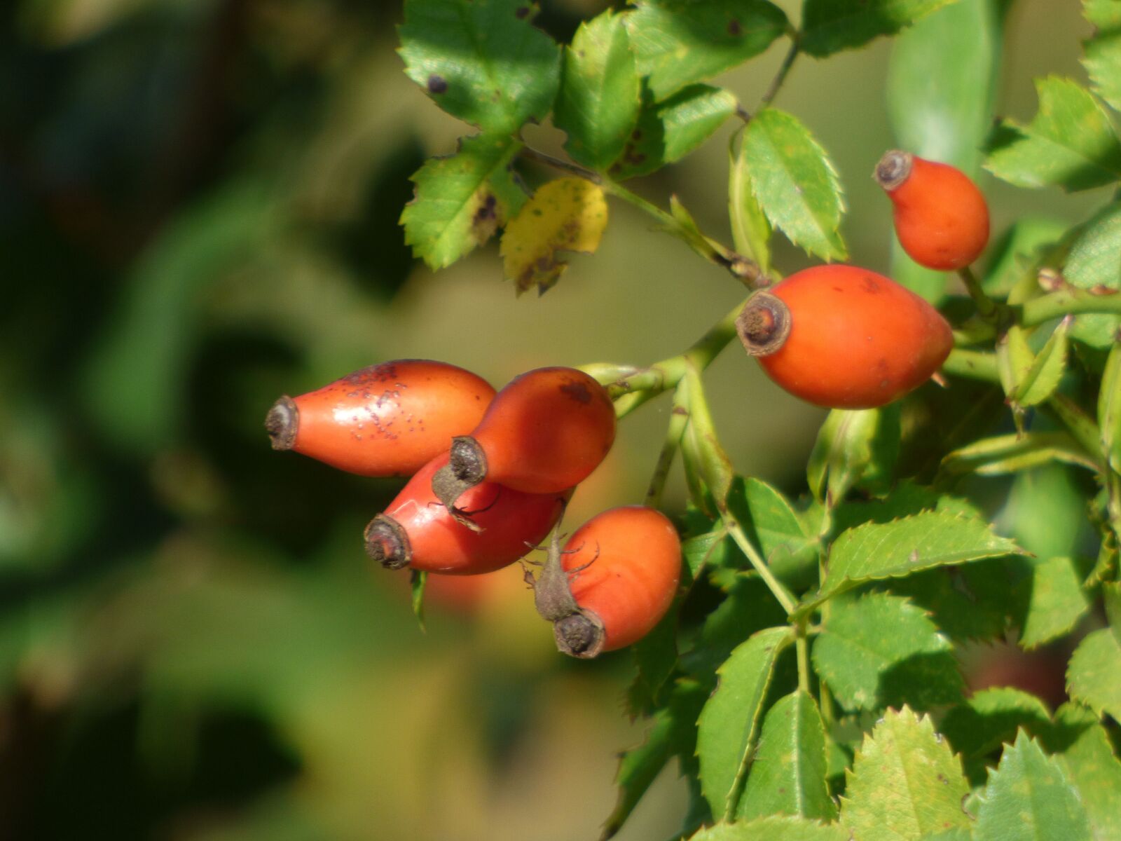 Panasonic DMC-FZ72 sample photo. Fruit, eglantine, plants photography