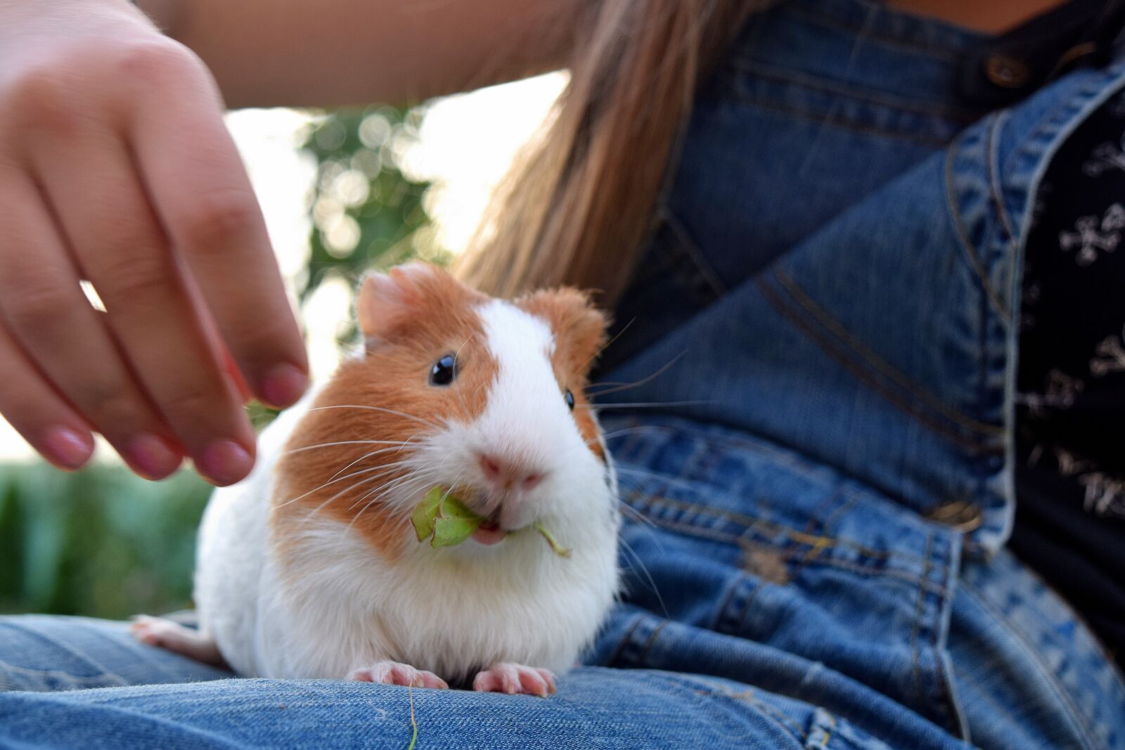 Nikon D3300 sample photo. Guinea pig, pet, cute photography