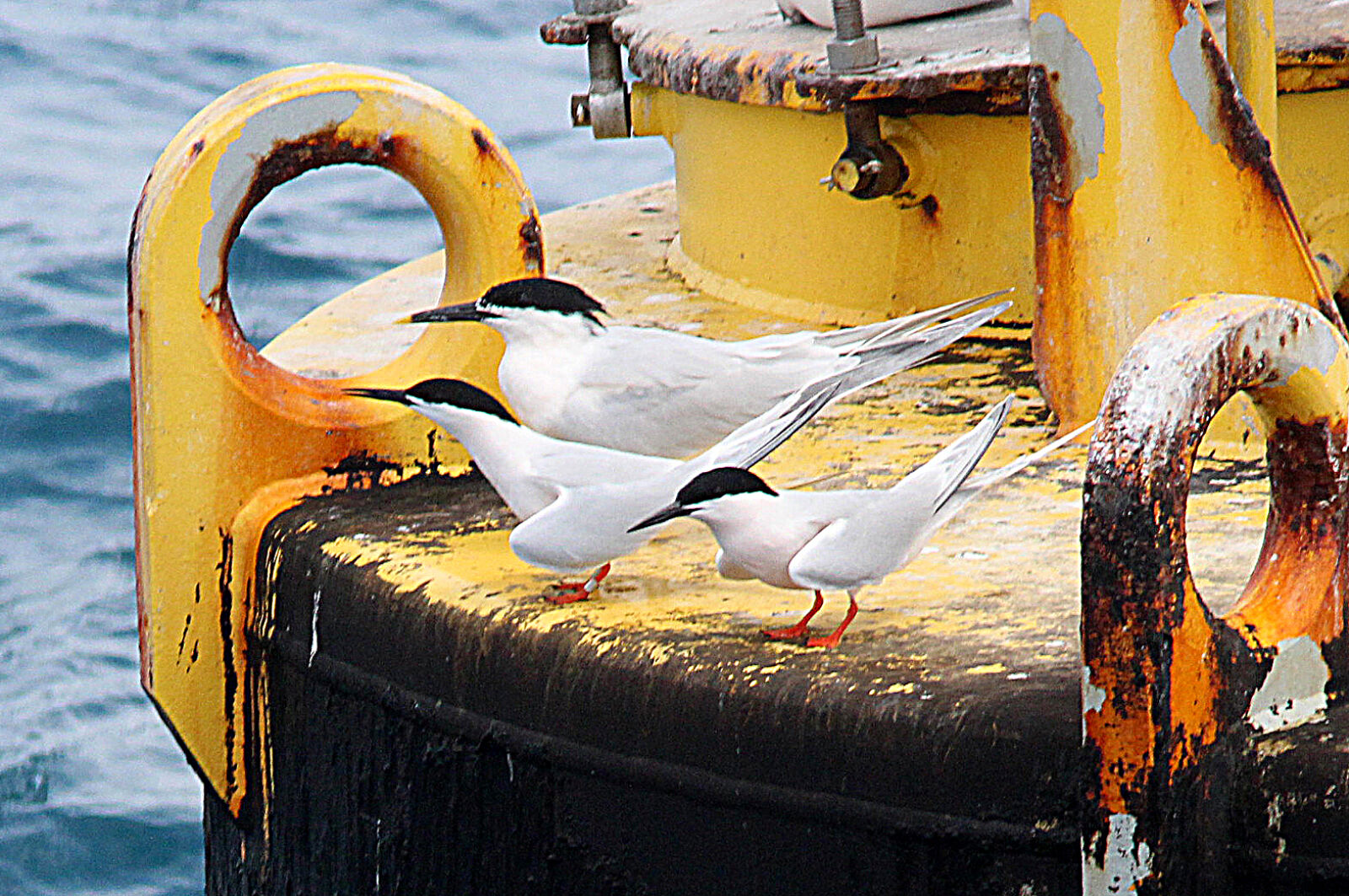 Canon EF 300mm F4L IS USM sample photo