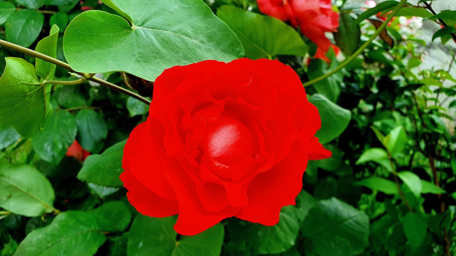 Samsung Galaxy S10e sample photo. Flower, garden, summer photography