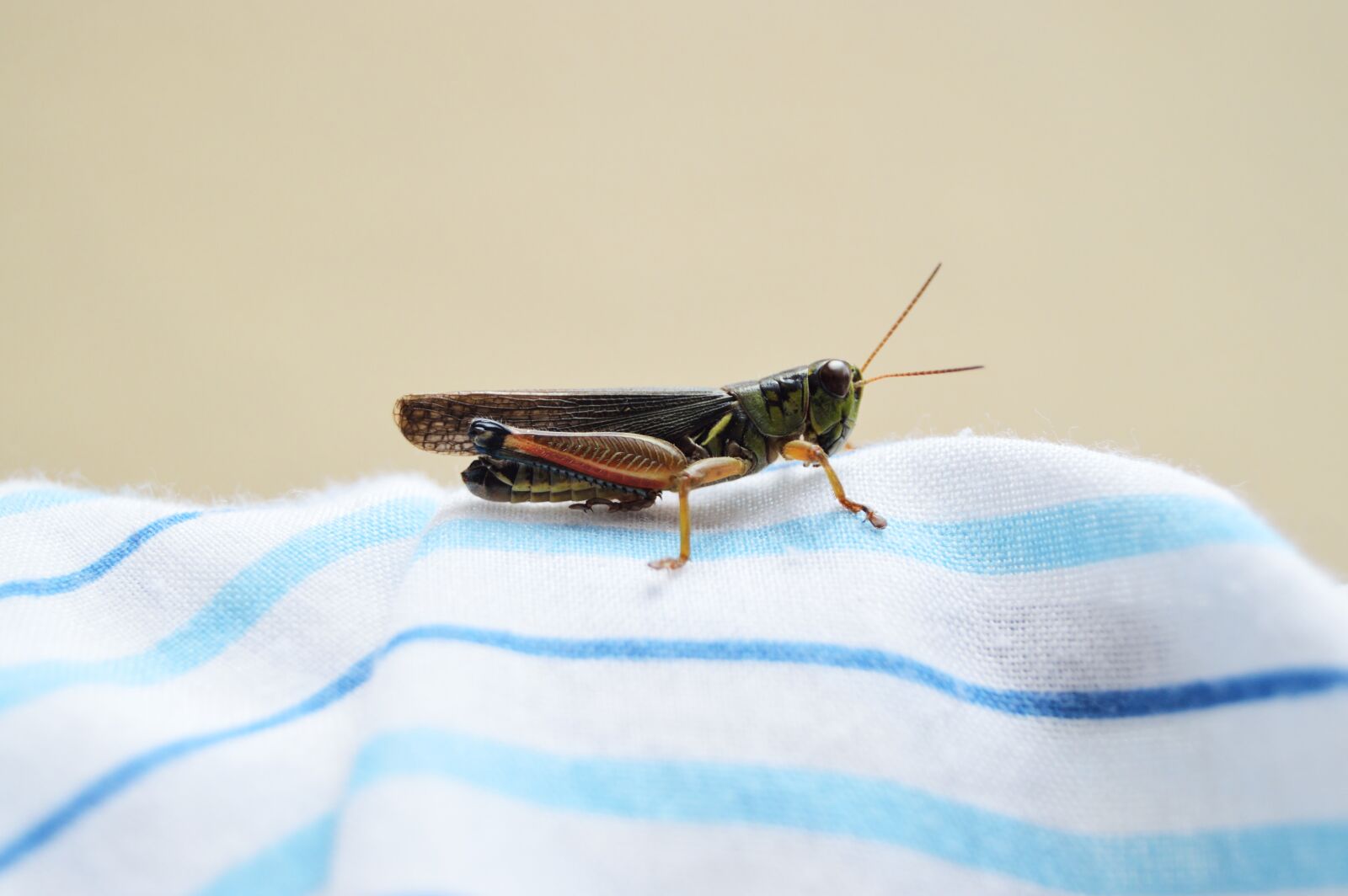 Nikon D3200 sample photo. Insect, green, cricket photography