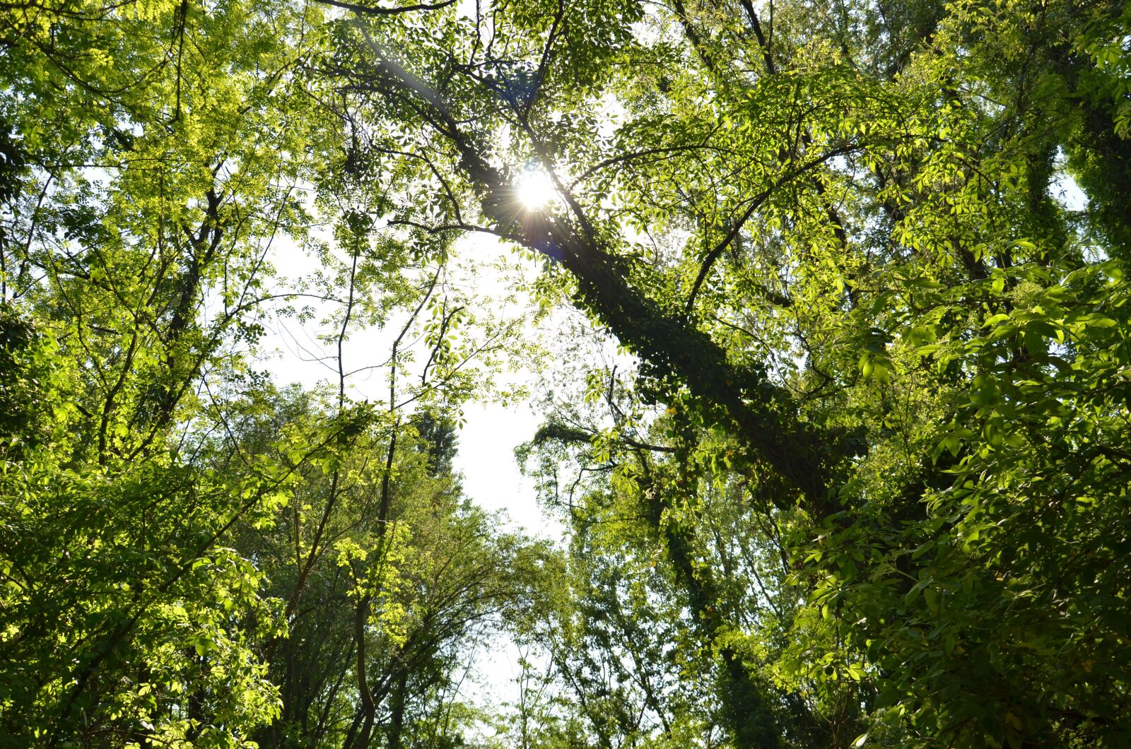 Nikon D7000 sample photo. Tree, nature, wood photography