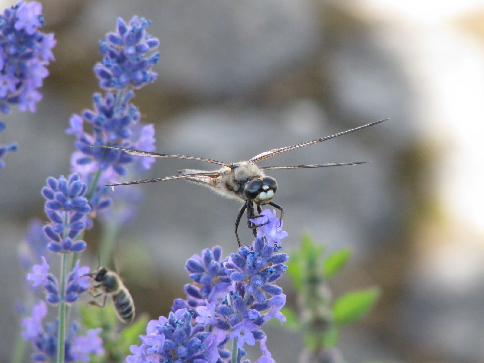 Canon POWERSHOT S5 IS sample photo. Dragonfly, insect, macro photography