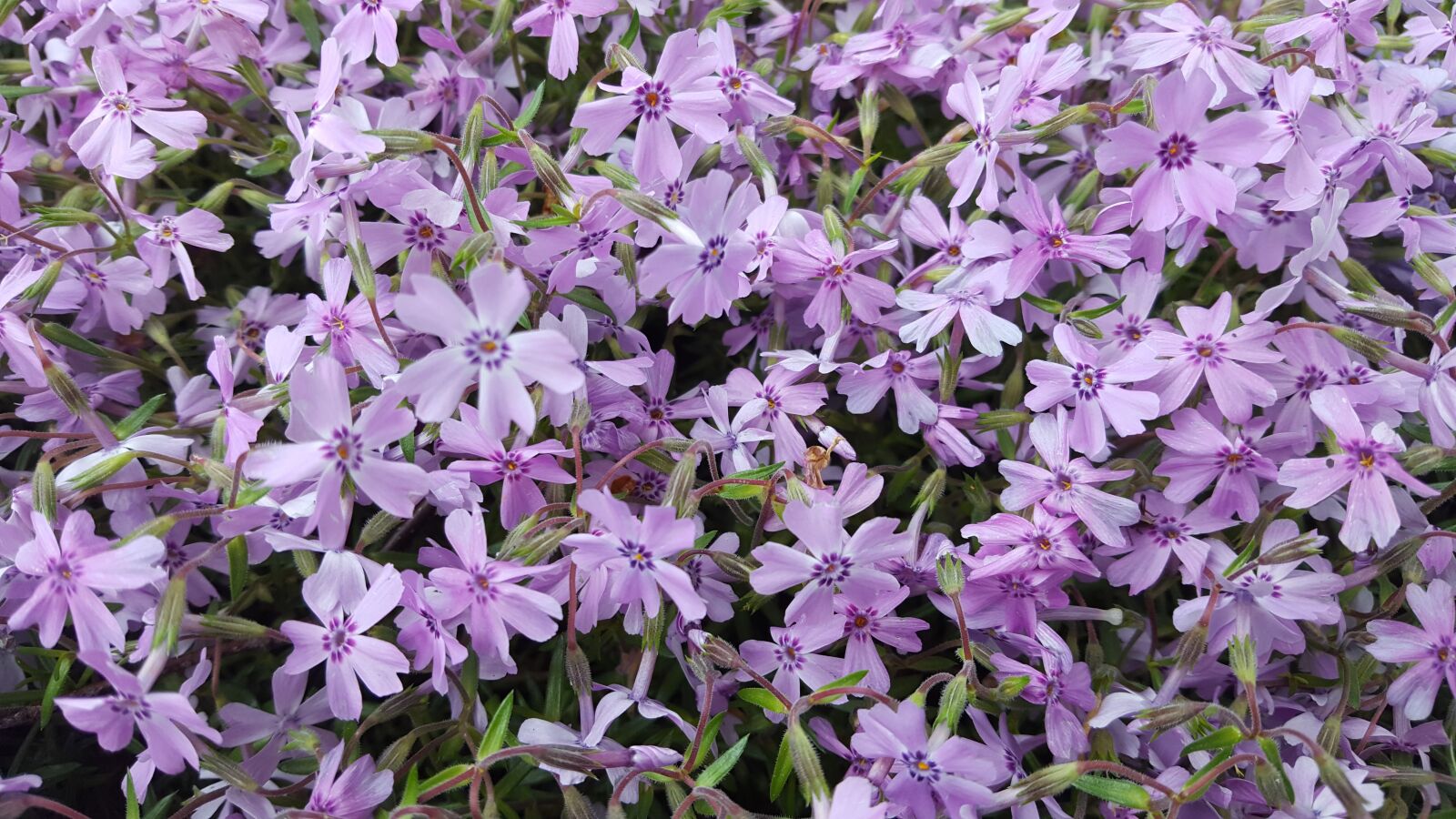 Samsung Galaxy S6 sample photo. Flowers, purple, garden flowers photography