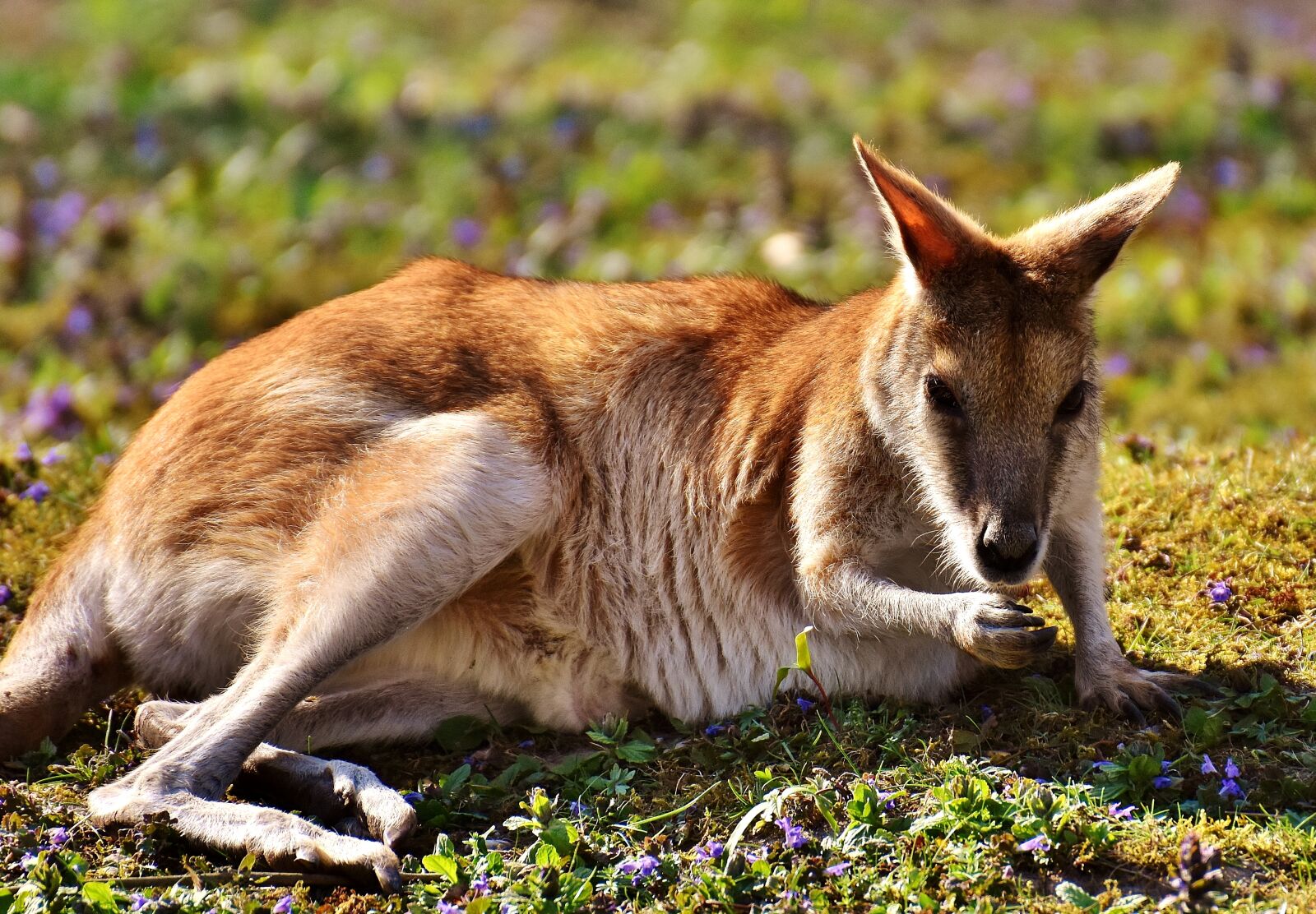 Nikon D7200 sample photo. Kangaroo, wild animal, animal photography
