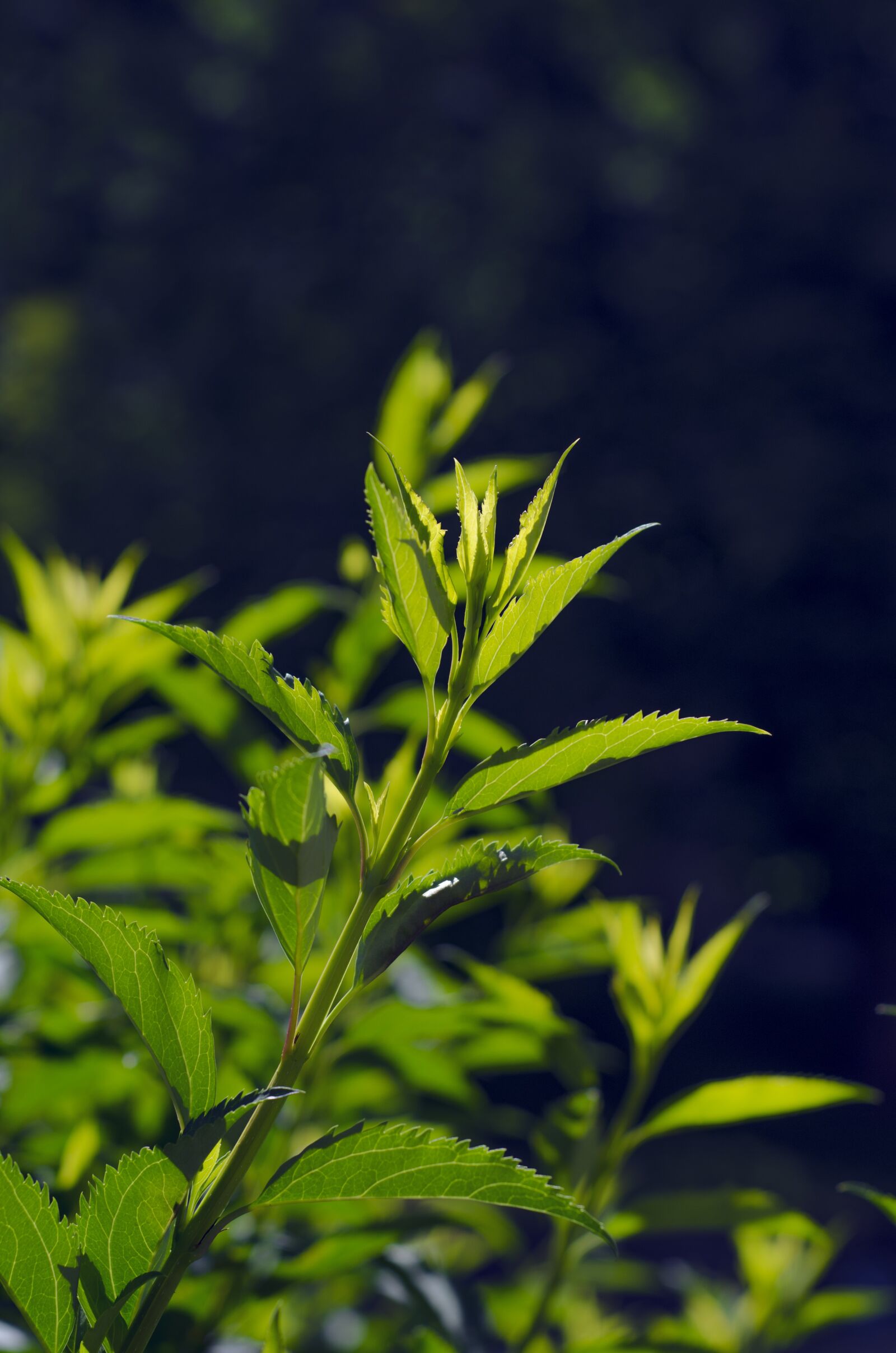 Nikon D7000 sample photo. Nature, leaves, leaf photography