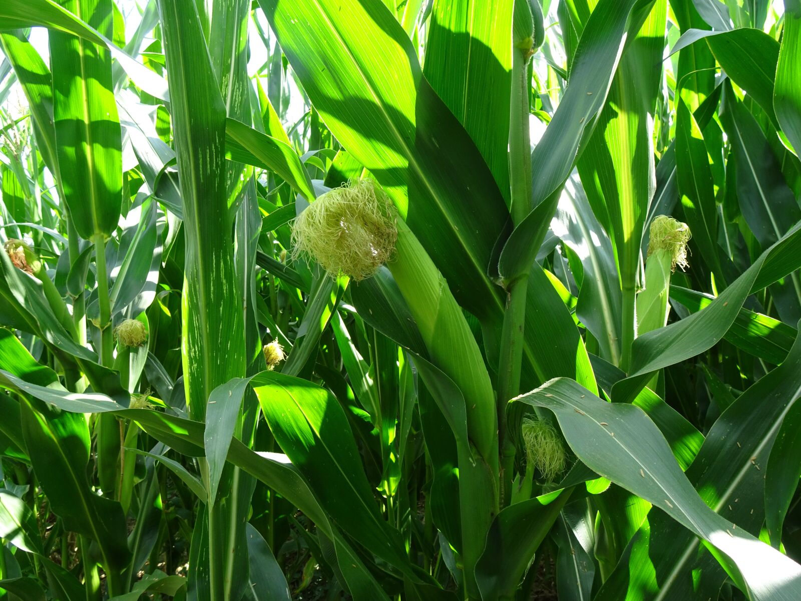 Sony Cyber-shot DSC-WX500 sample photo. Corn, corn plants, cornfield photography