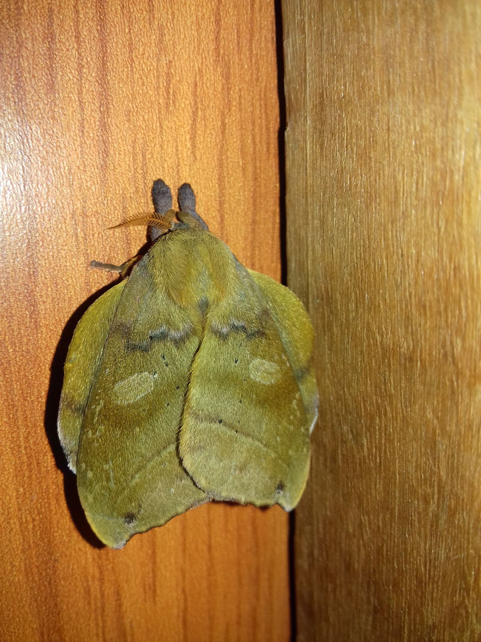 Samsung Galaxy J3(2016) sample photo. Mariposa, butterfly, lepidopteran photography