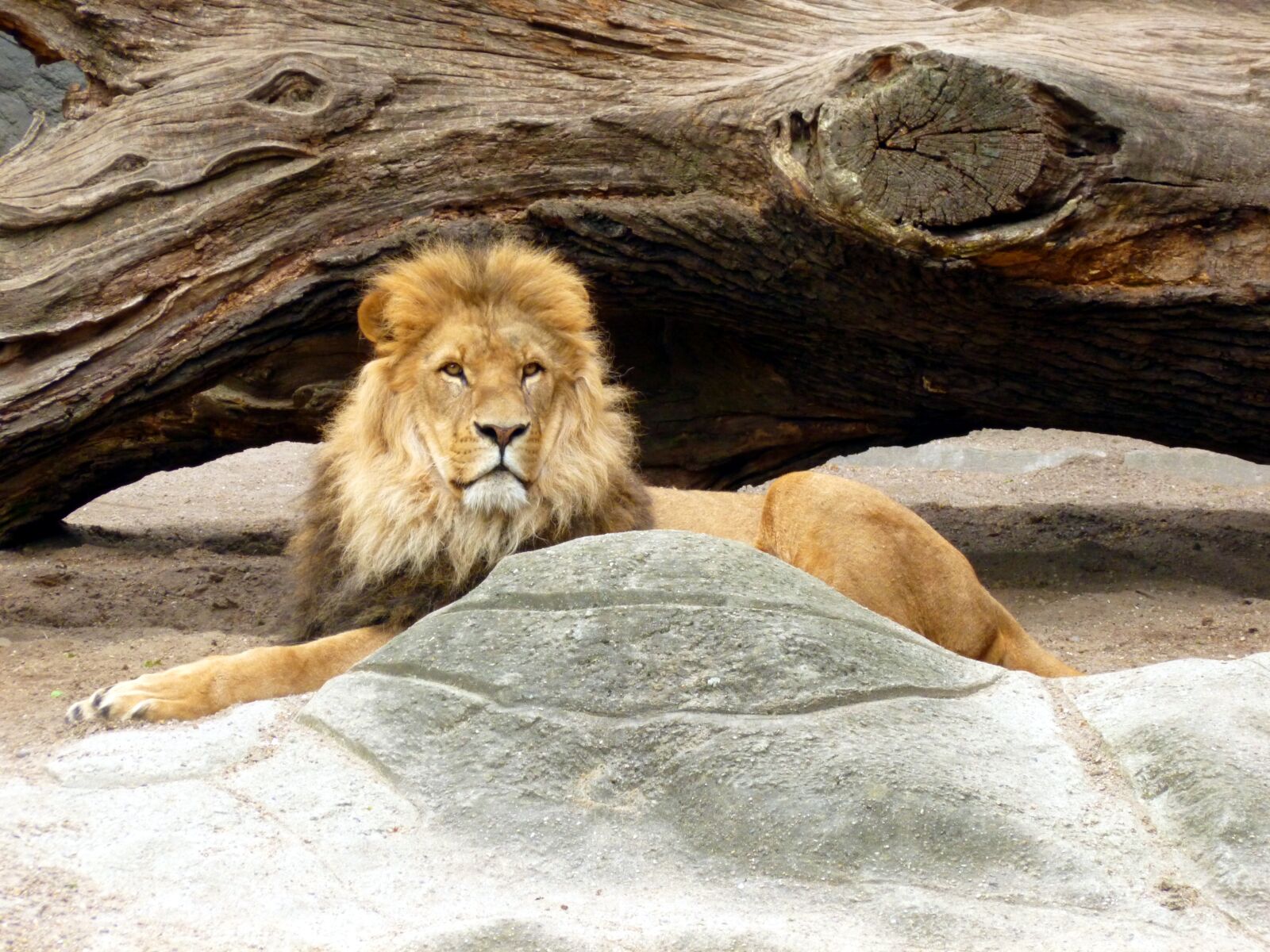 Panasonic DMC-FS37 sample photo. Lion, lions male, lion's photography
