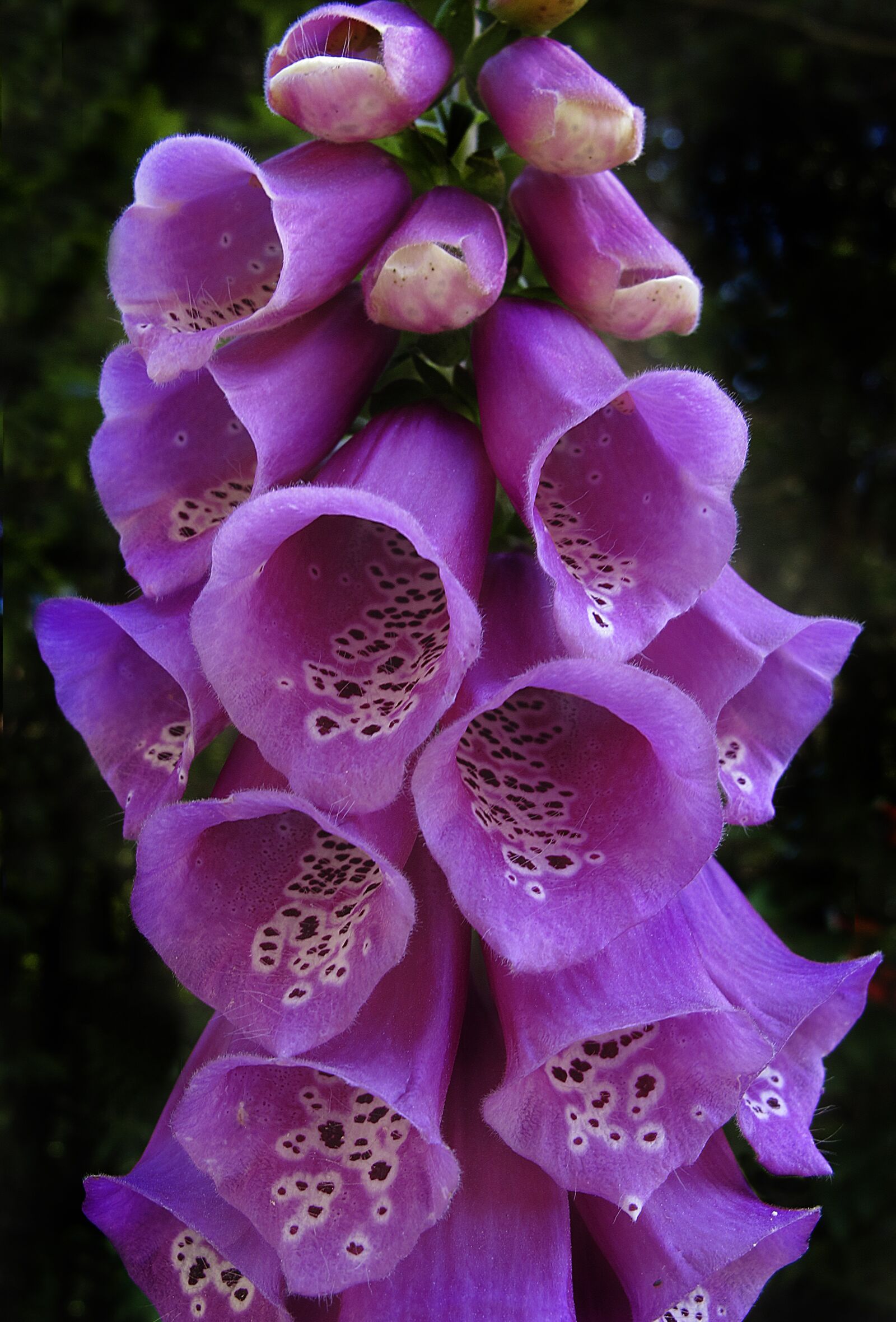 Canon PowerShot G12 sample photo. Thimble, common foxglove, flowering photography