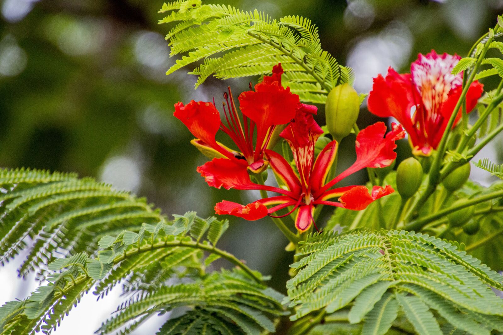 Canon EOS 700D (EOS Rebel T5i / EOS Kiss X7i) sample photo. Flamboyant, flower, flowers photography