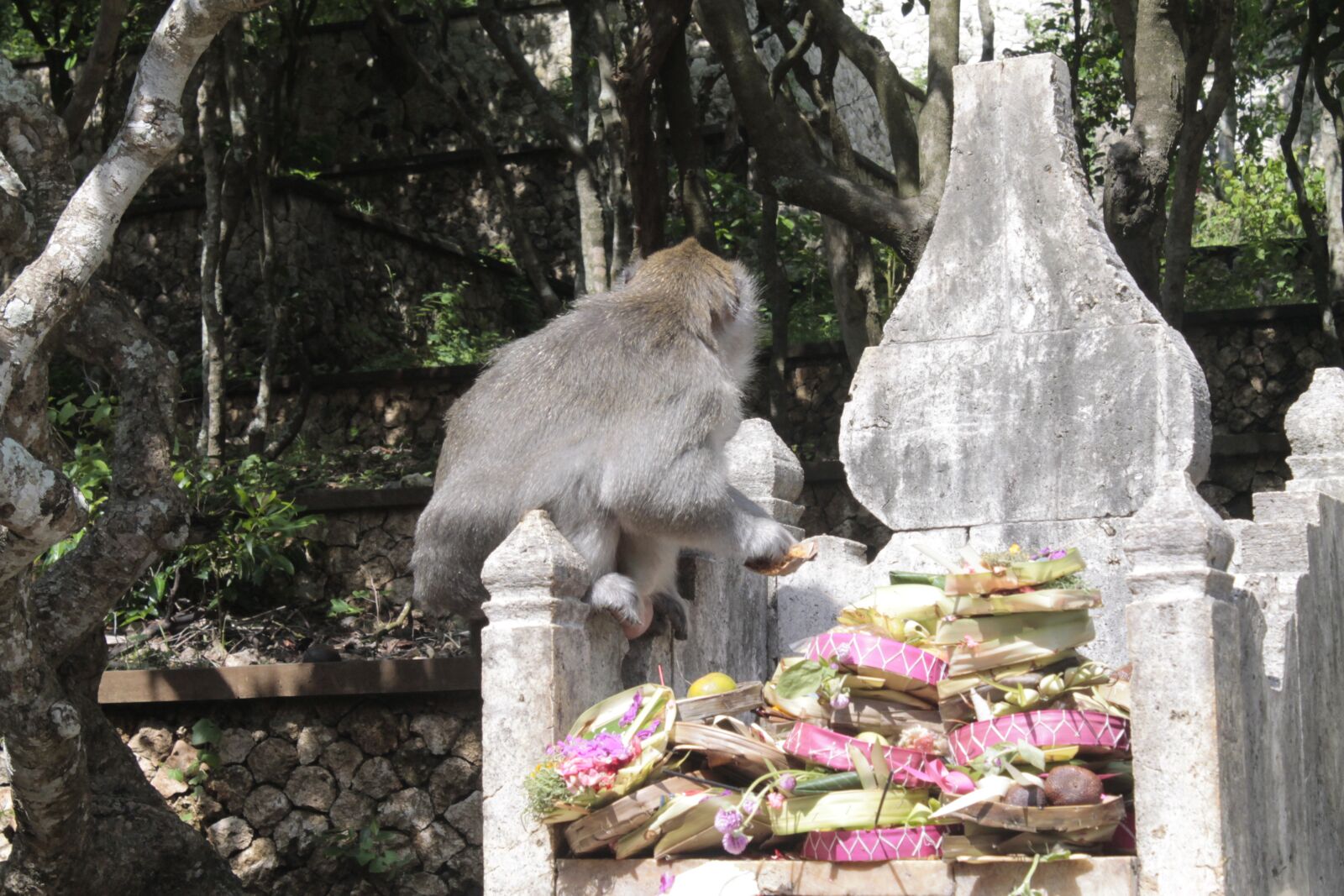 Canon EOS 1100D (EOS Rebel T3 / EOS Kiss X50) sample photo. Monkey, bali, traditional photography
