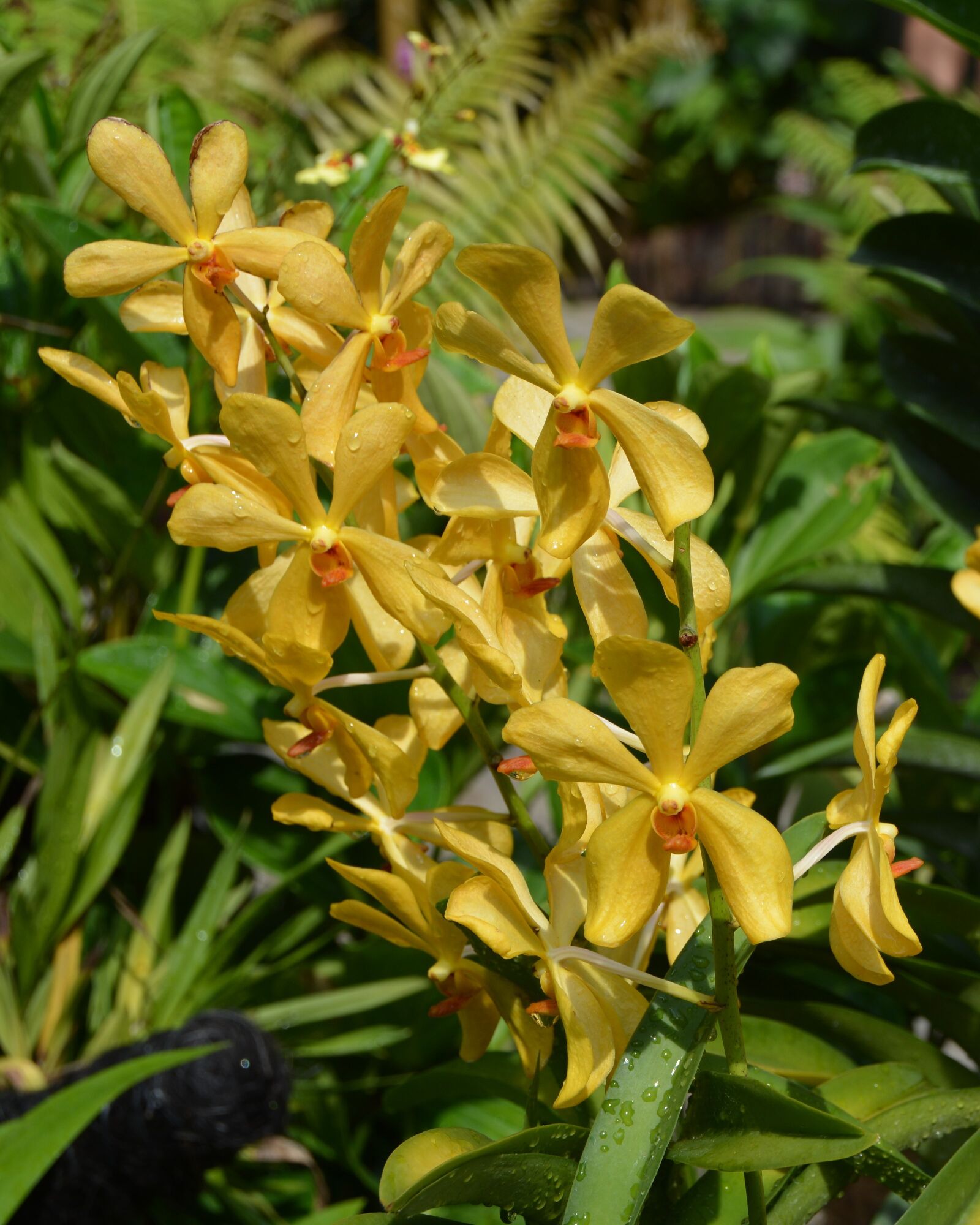 Nikon D7100 sample photo. Flower, nature, orchid photography